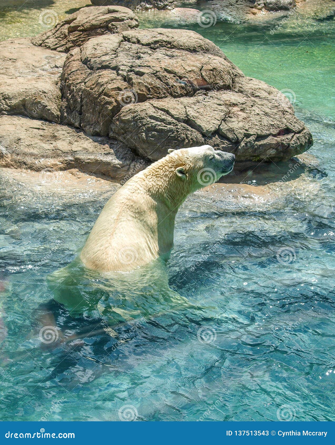 Polar Bear Ursus Maritimus Swimming at NC Zoo Stock Image Image of