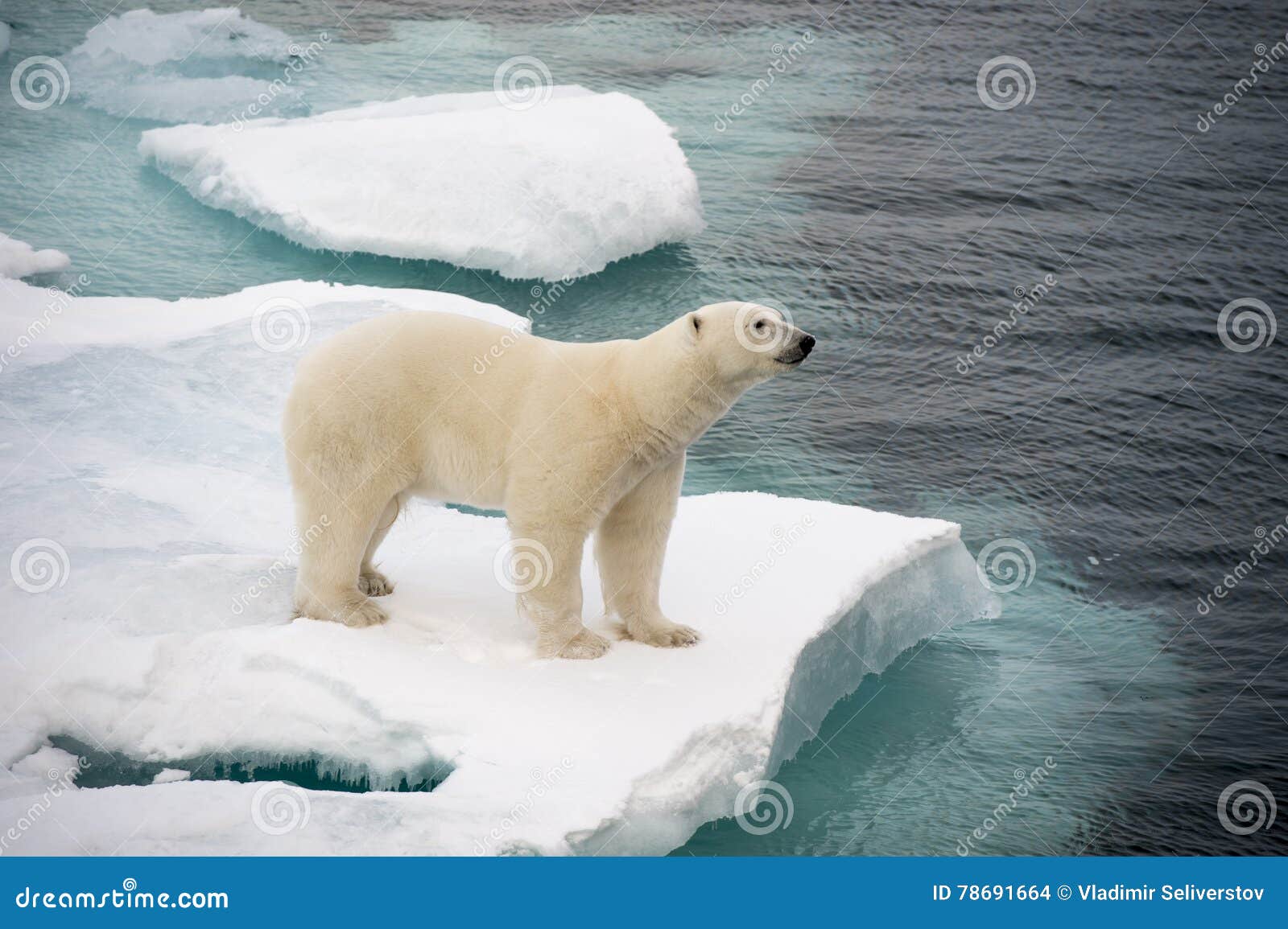 Polar Bear Walking on Sea Ice Stock Photo Image of nature, animal