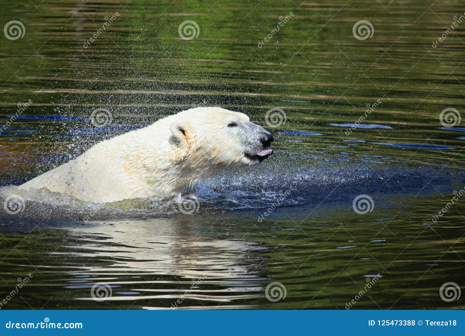 Swedish Polarbears