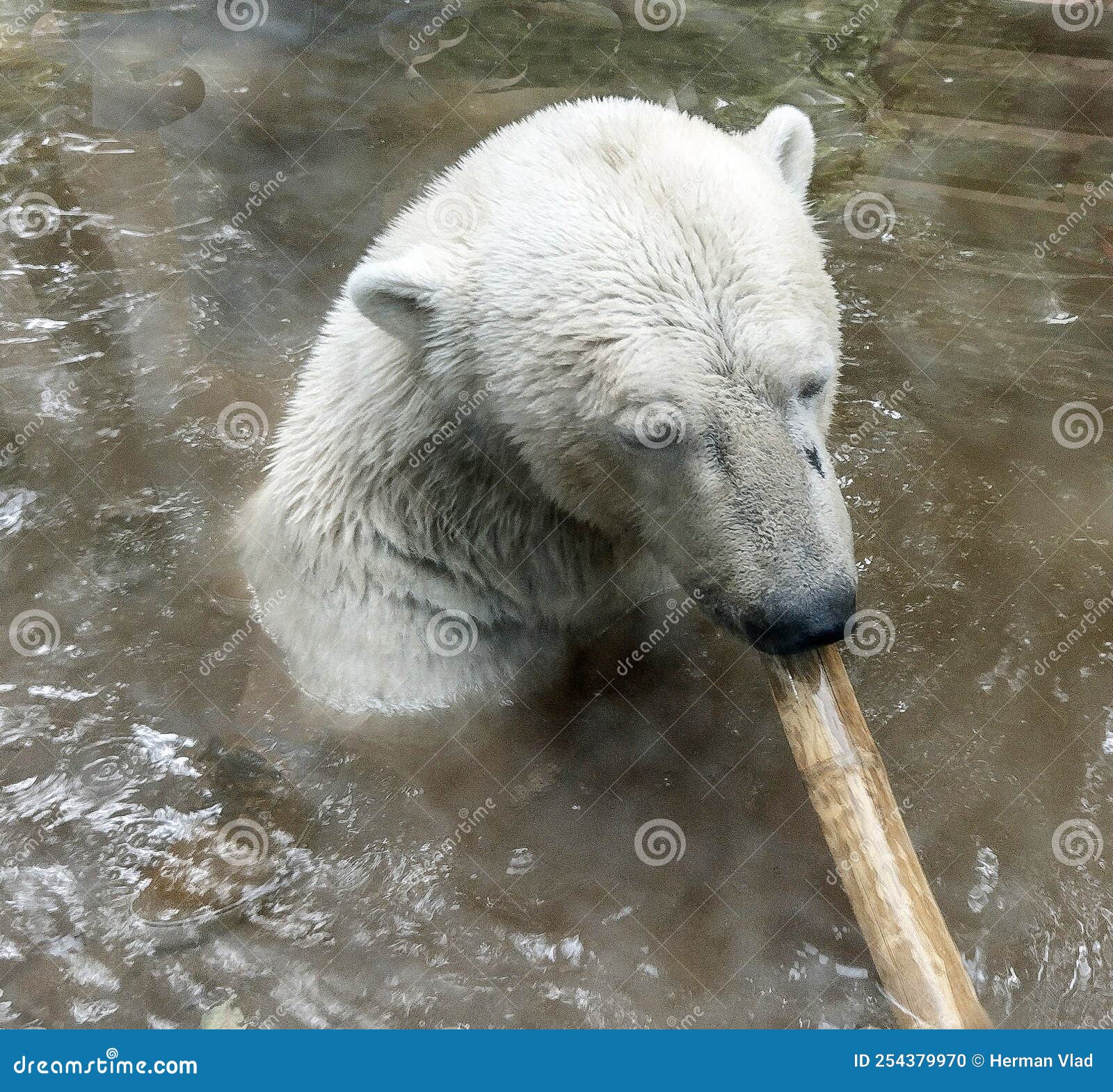 Polar Bear in Water at the Zoo Stock Photo Image of water, wildlife