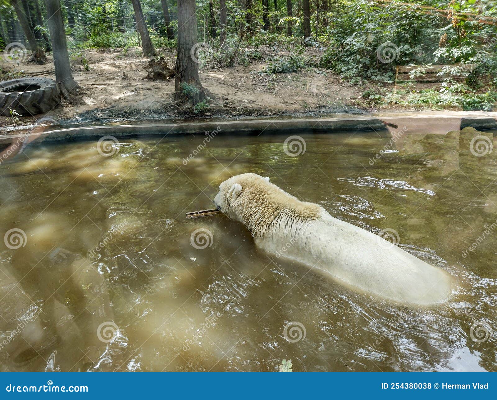 Polar Bear in Water at the Zoo Stock Photo Image of summer, focus