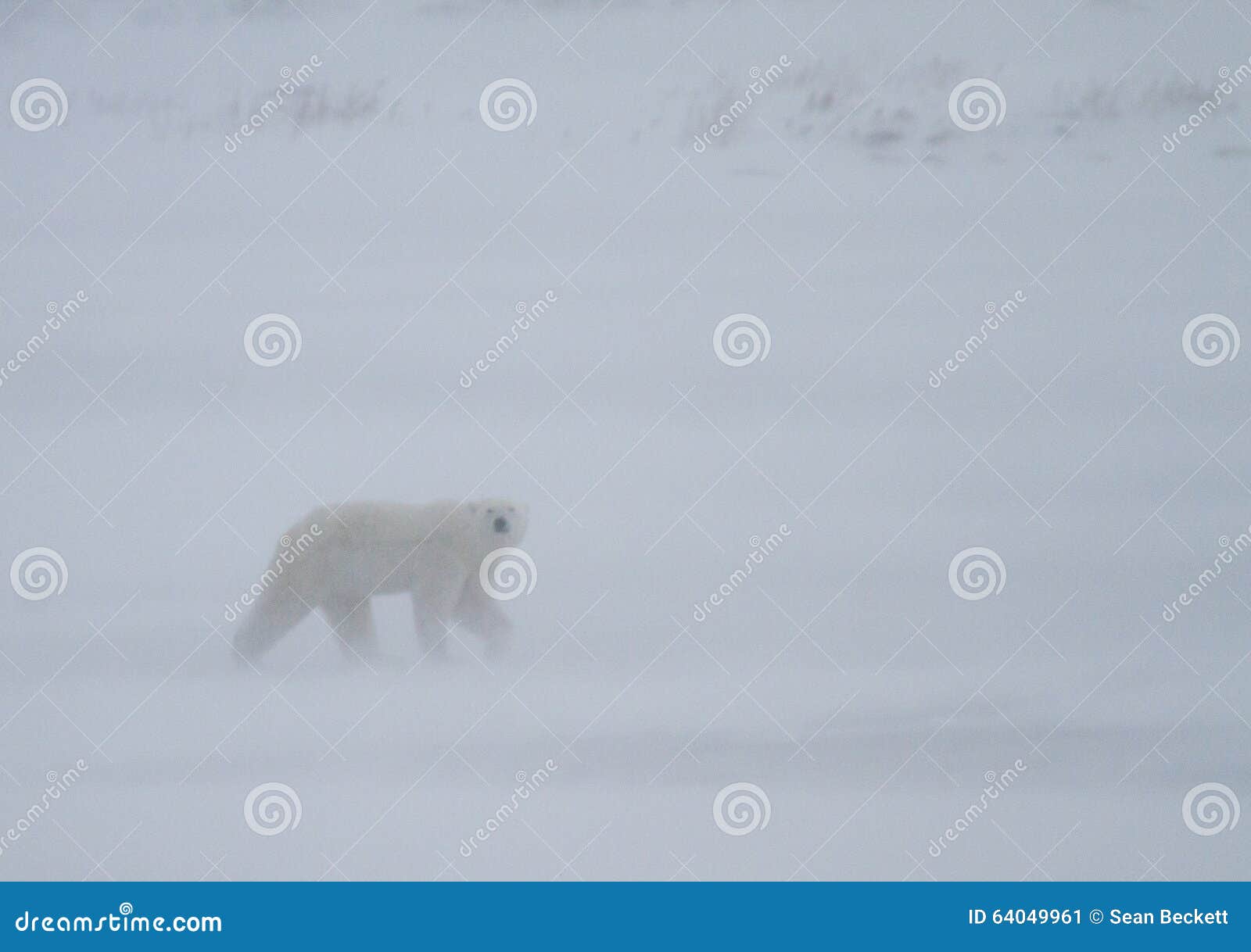 white out blizzard images white out blizzard images