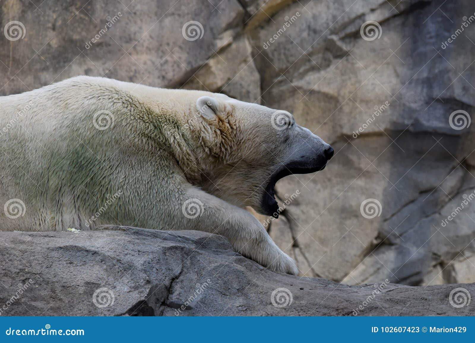 polar bear yawn