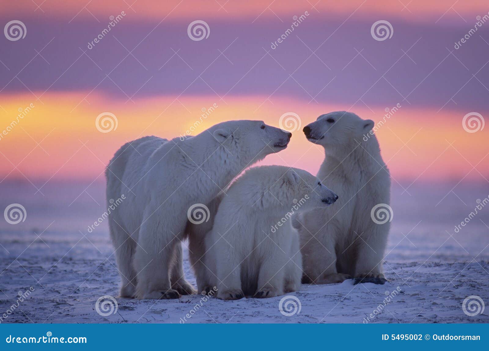 polar bear with yearling cubs