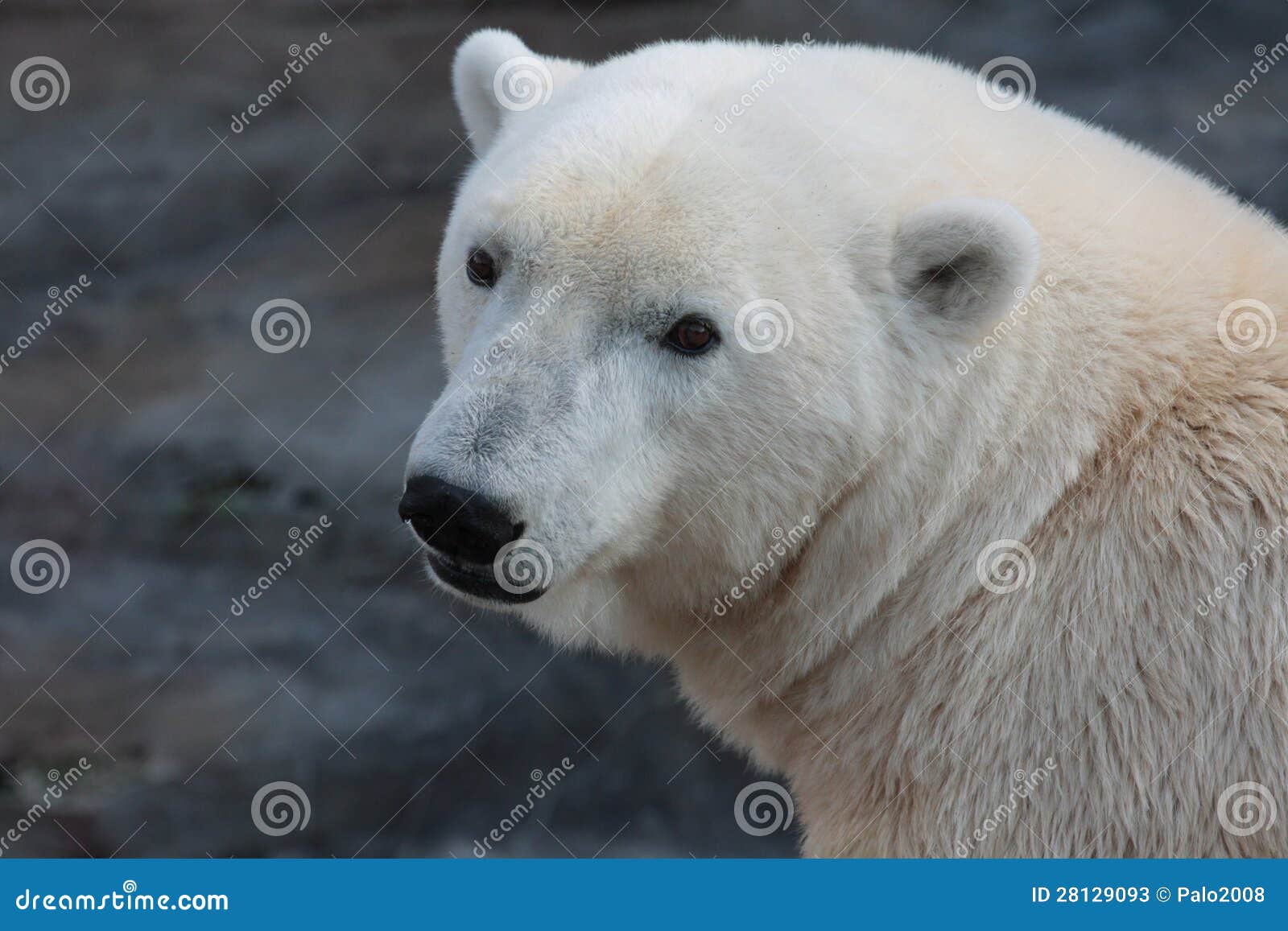 a polar bear in a zoo.