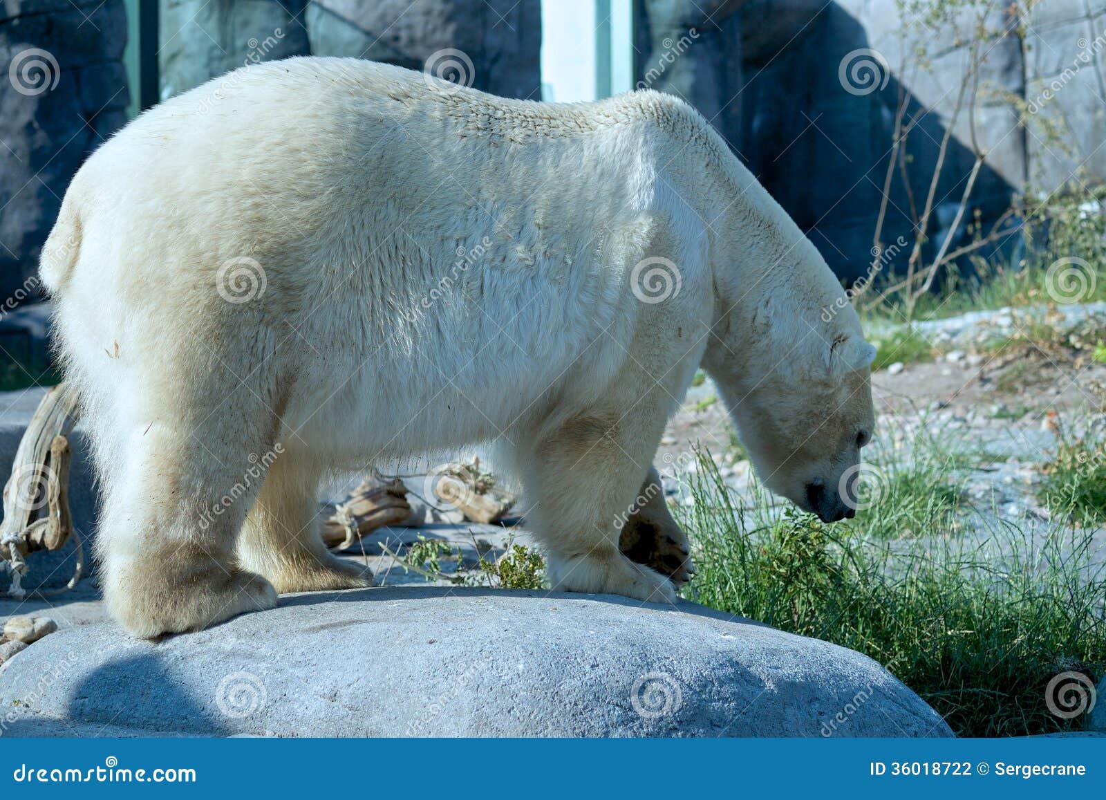 Polar bear stock photo. Image of polarbear, polar, mammals - 36018722