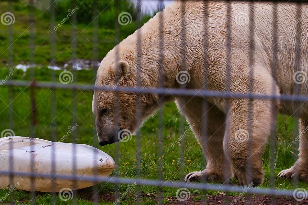 Polar Bear in Zoo Enclosure Sniffing White Object Stock Photo - Image