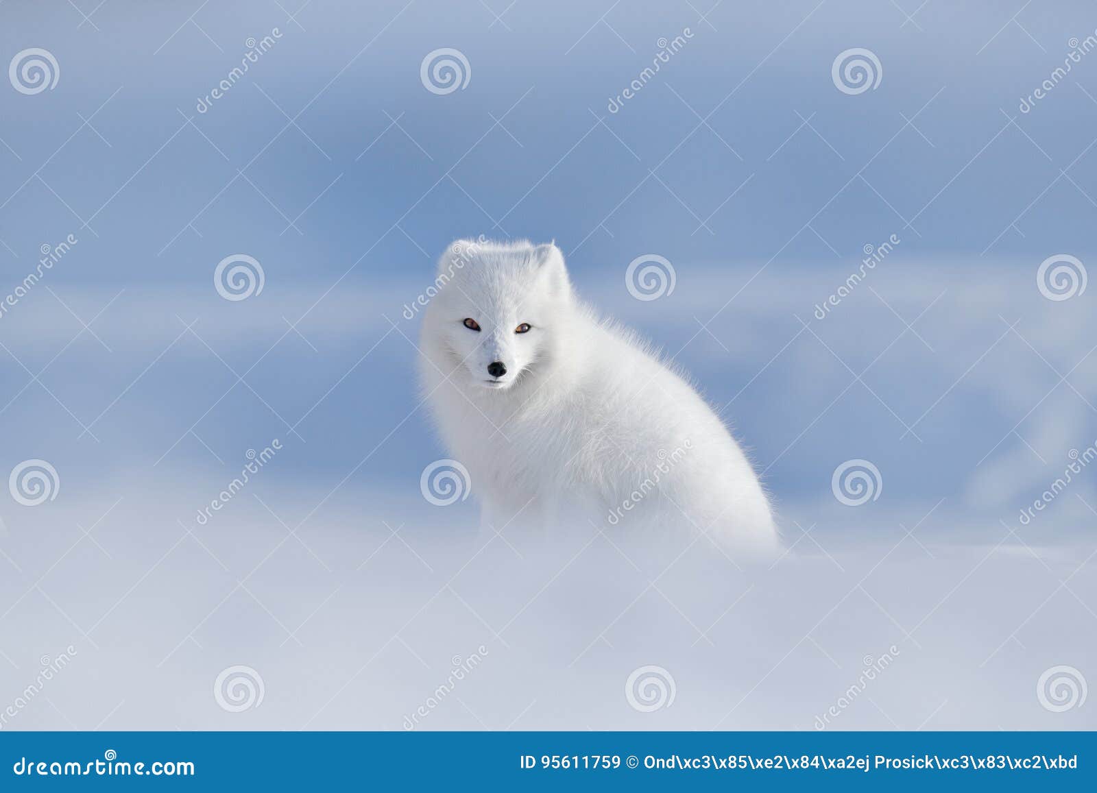 polar fox in habitat, winter landscape, svalbard, norway. beautiful animal in snow. sitting white fox. wildlife action scene from