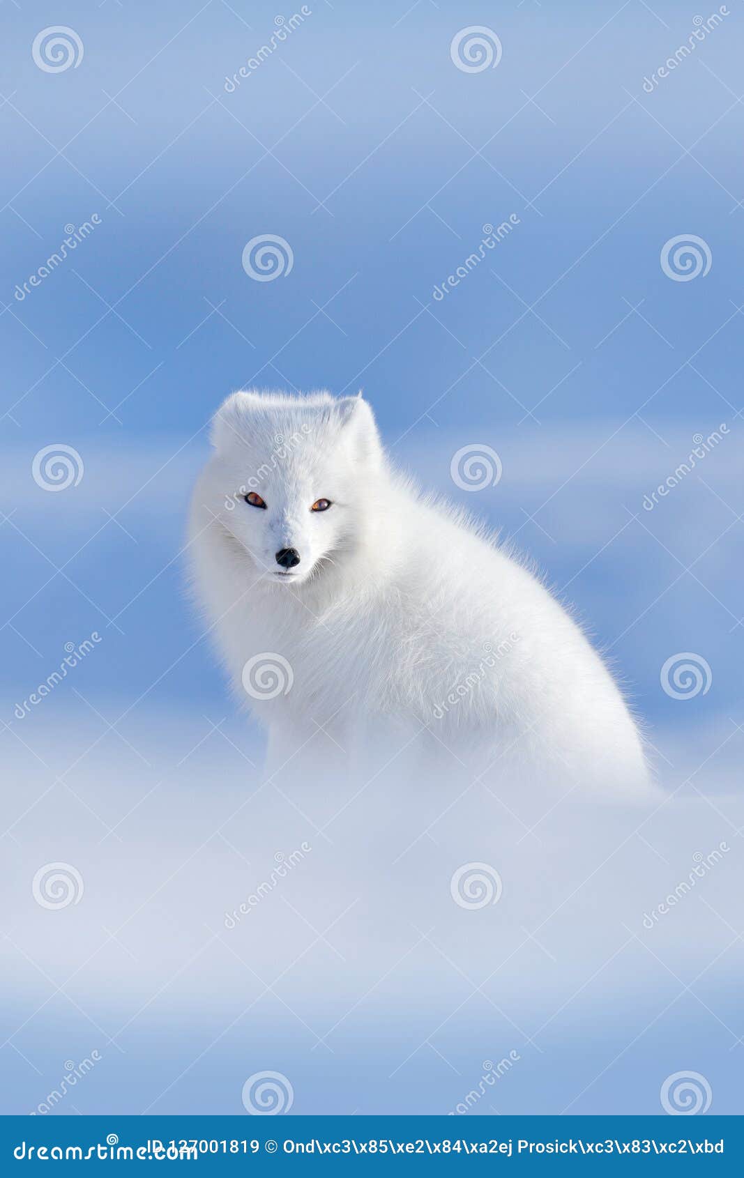 311,327 Animal Snow Stock Photos - Free & Royalty-Free Stock Photos from Dreamstime 311,327 Animal Snow Stock Photos - Free & Royalty-Free Stock Photos from Dreamstime