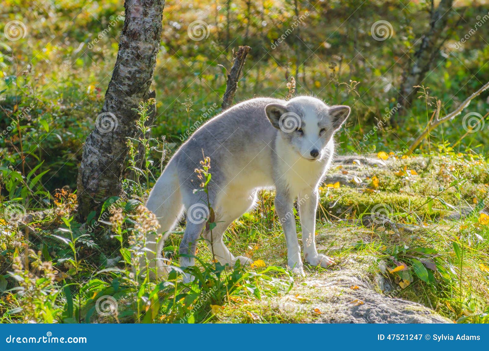 Polar fox standing on a rock, photographed in backlight