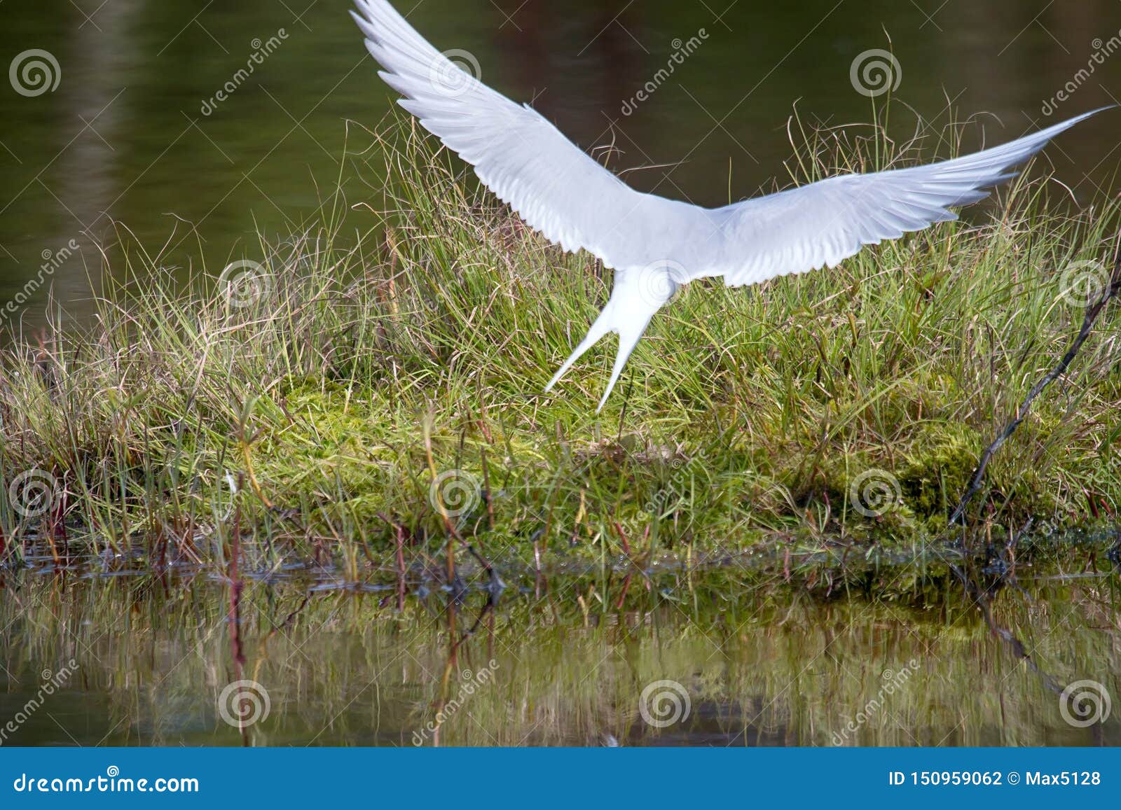 Polar Tern Made A Nest On A Small Island Stock Photo - Image of ecology, behaviour: 150959062