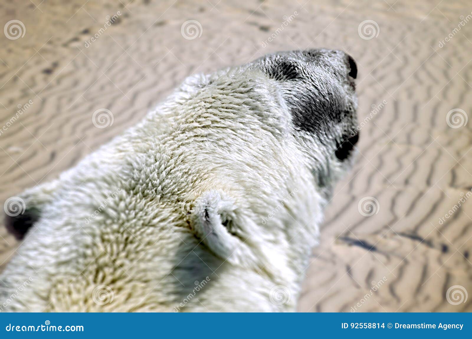 A Polar White Bear in the Desert. a Future Possible Effect of Climate Change.  Stock Photo - Image of planet, pole: 92558814
