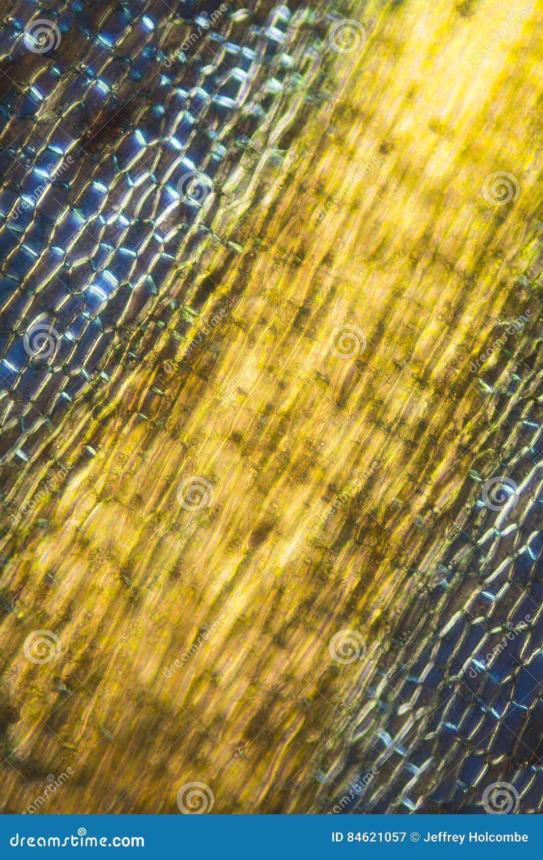 polarizing micrograph of the midrib of a moss leaf.