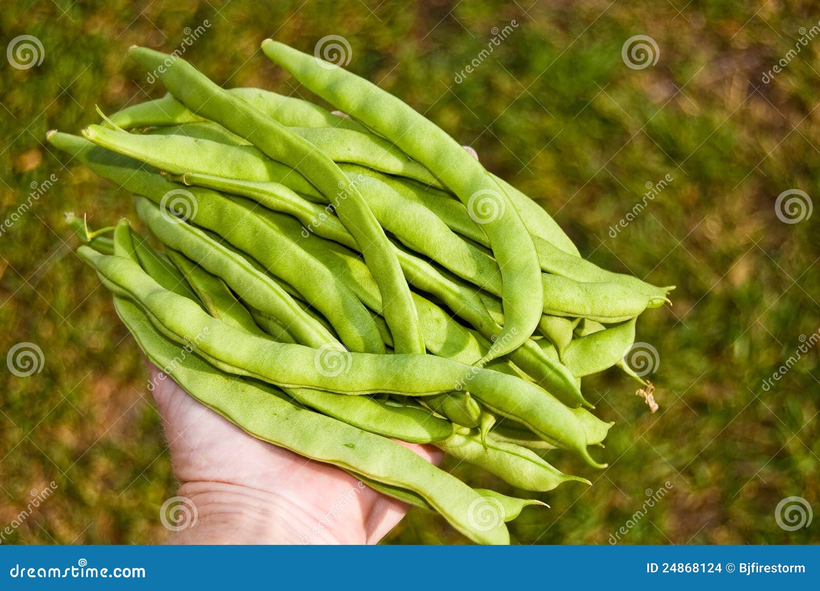 Pole beans stock photo. Image of bean, organic, grow 24868124