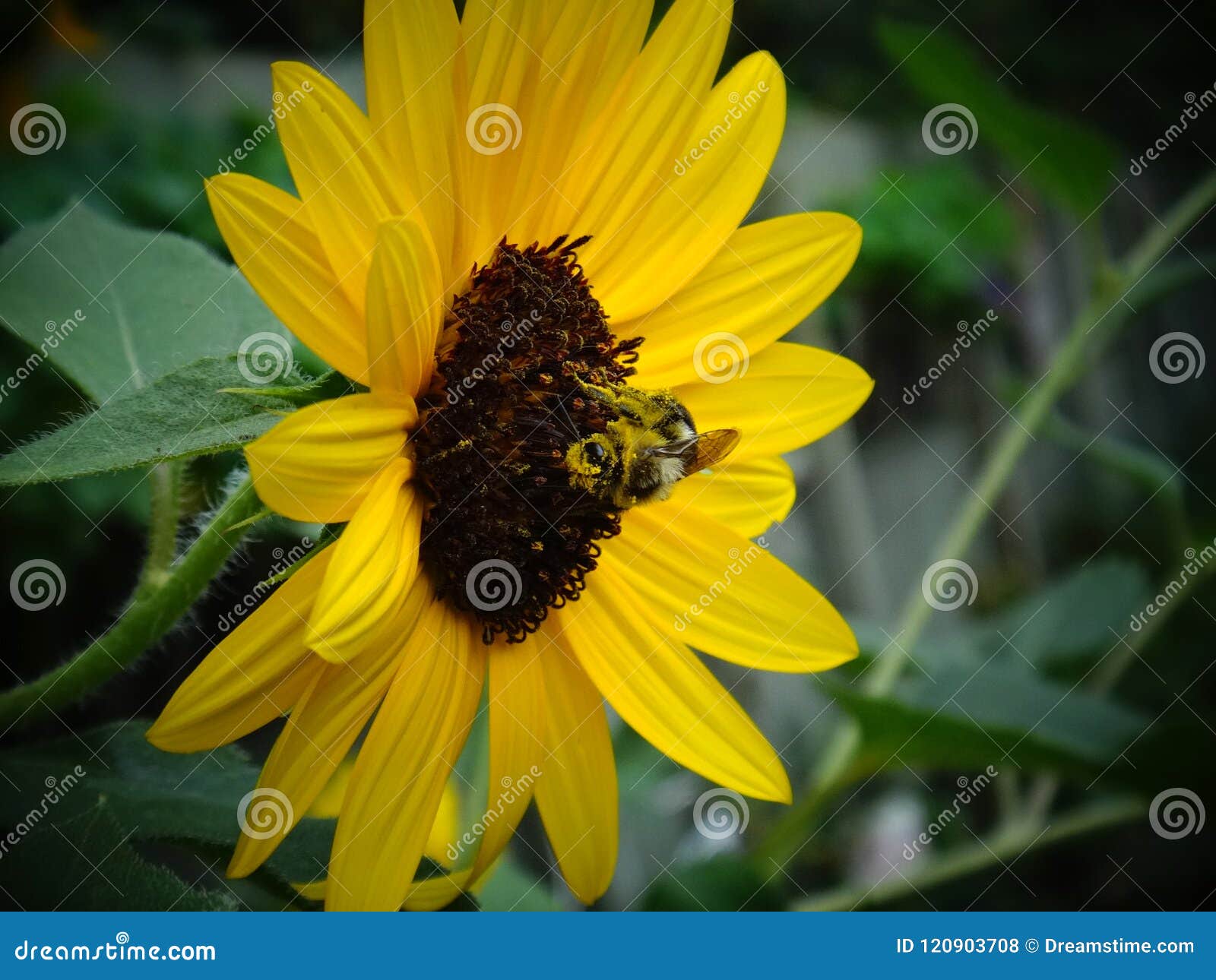 Polen bebido en un girasol. Una abeja joven se cubre en polen después de rodar alrededor en un girasol