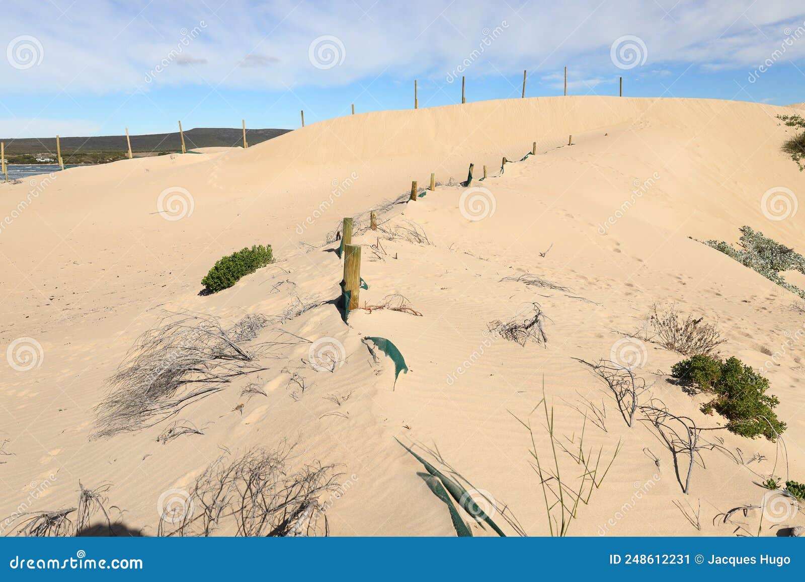 poles with netting in dunes, used to stabilize the sand of the dunes at witsand, south africa