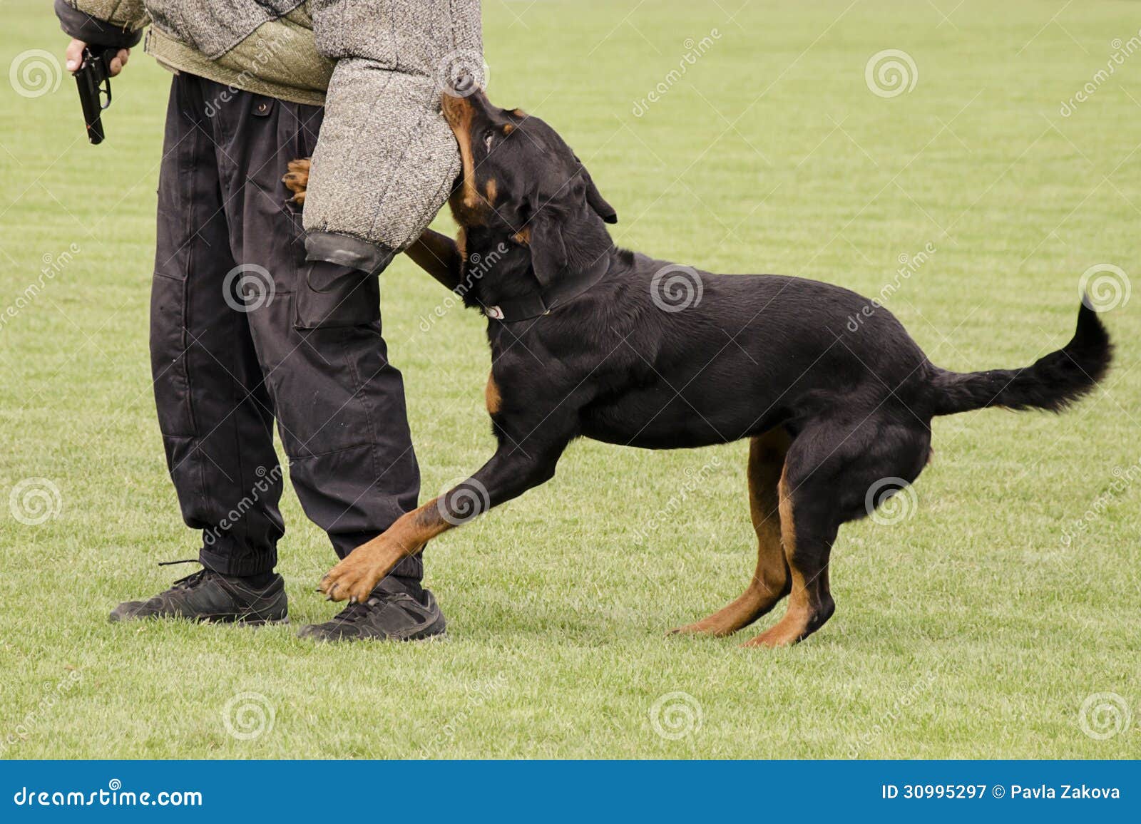 rottweiler police training