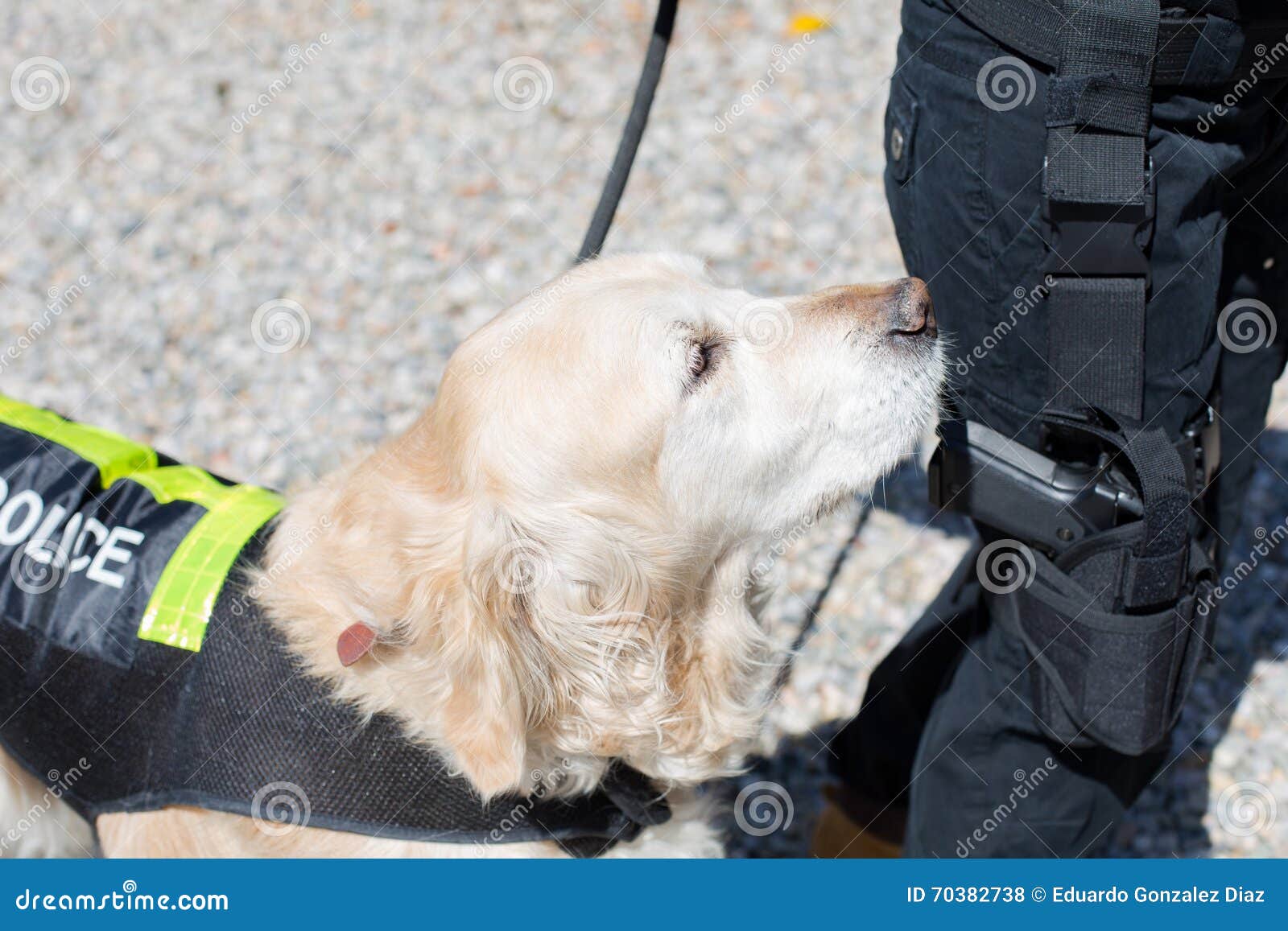 Police Dog with Distinctive Stock Photo - Image of patrol, agent