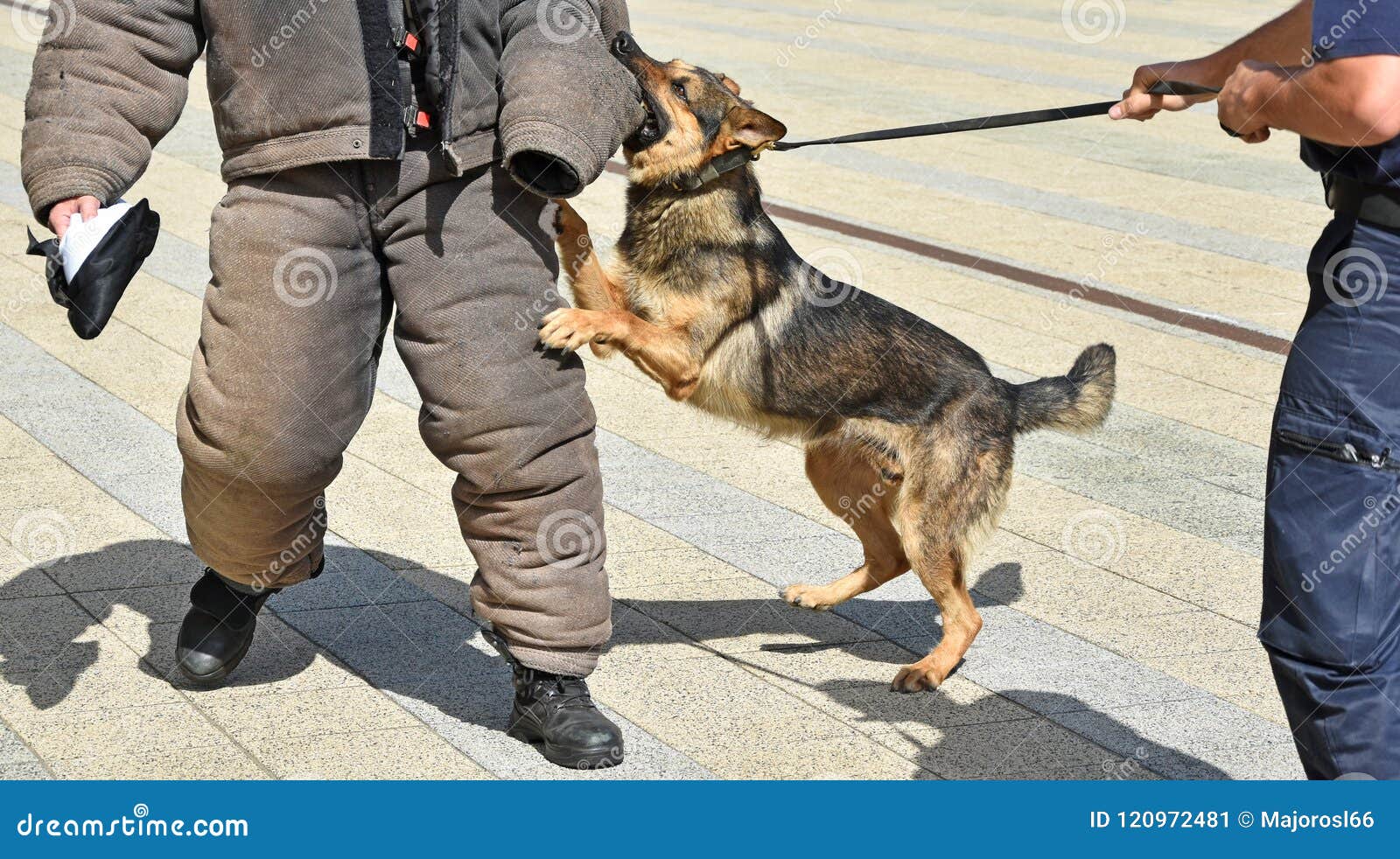 are police dogs trained in german