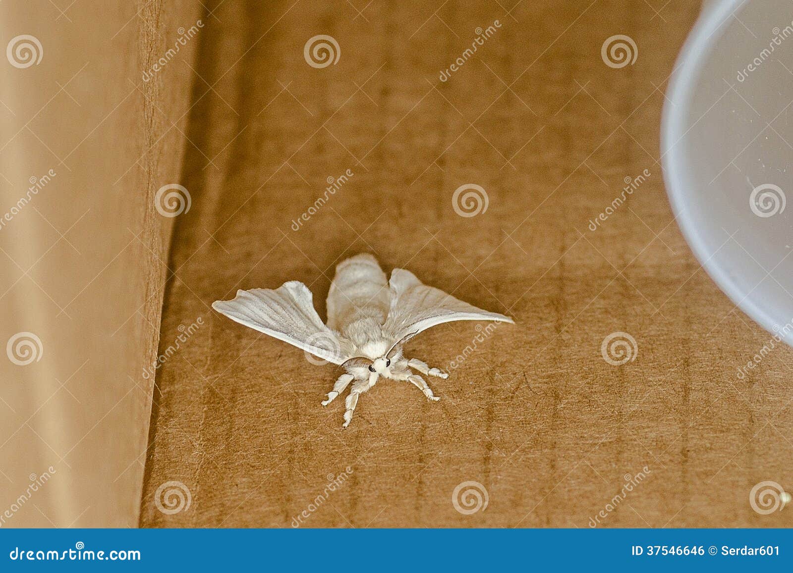 Una polilla blanca en una caja.