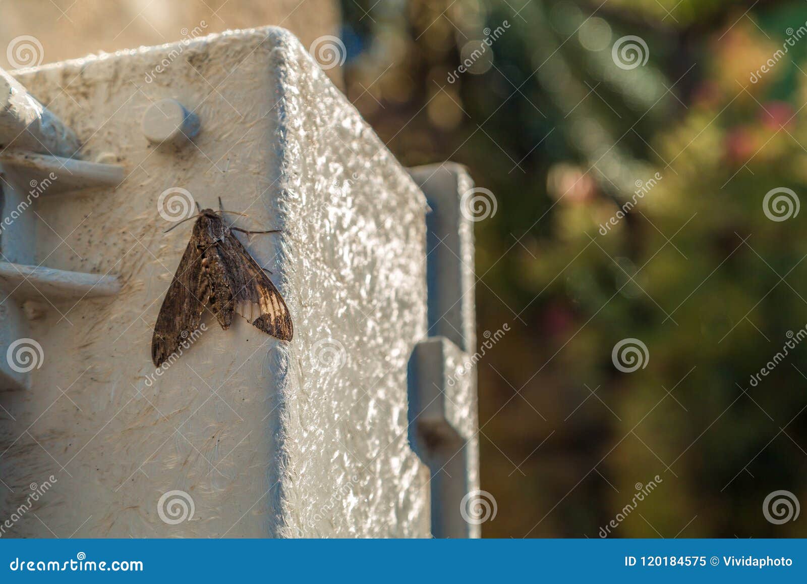 Polilla en la fibra de vidrio prefabricada gris