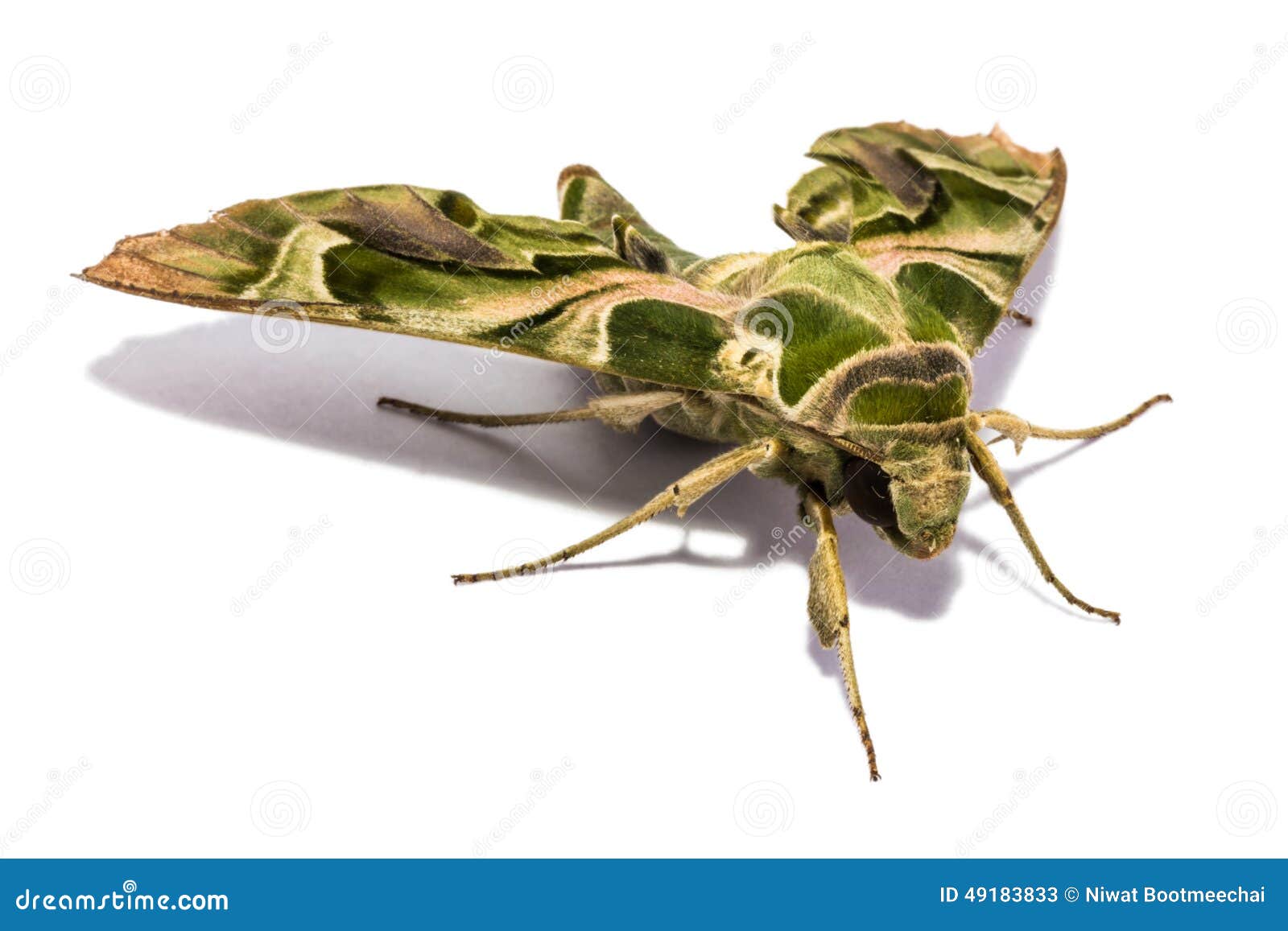 Polilla (nerii de Daphnis) en la pantalla blanca