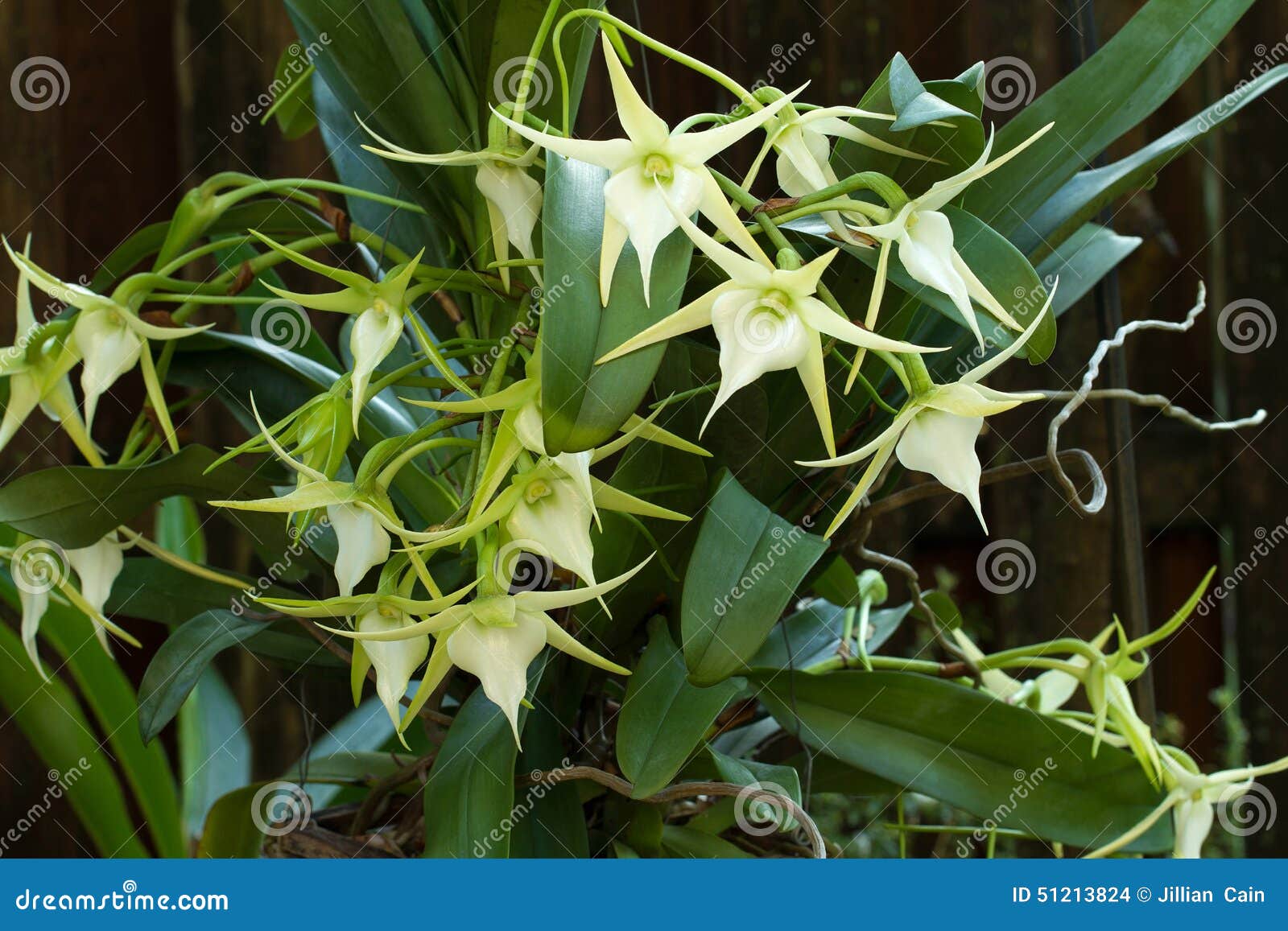 Polinizado Por Una Polilla, Orquídea Del Cometa De Darwin Foto de archivo -  Imagen de polilla, interesante: 51213824