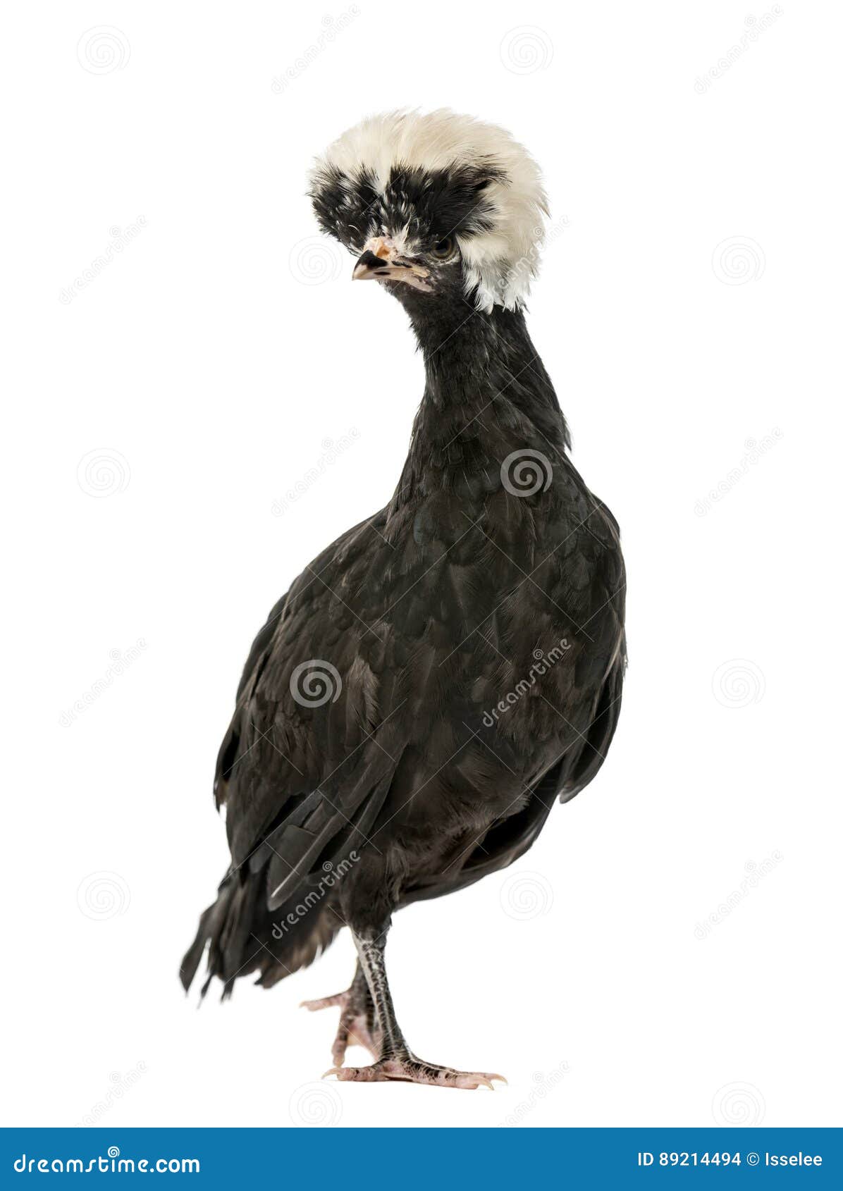 polish chicken, , 2 years old