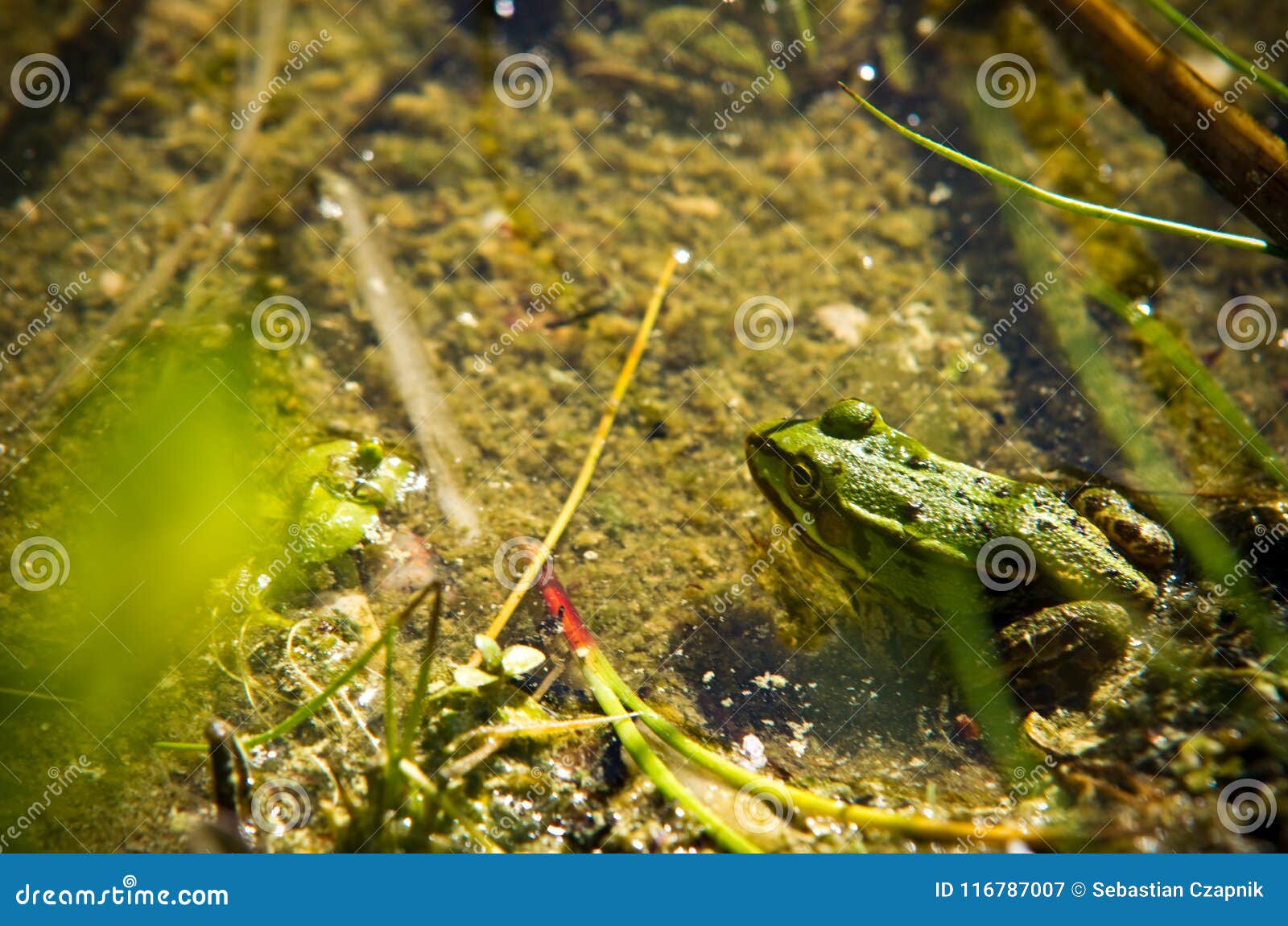 Polish Fauna: Little Green Frog in Pond Stock Image - Image of water ...