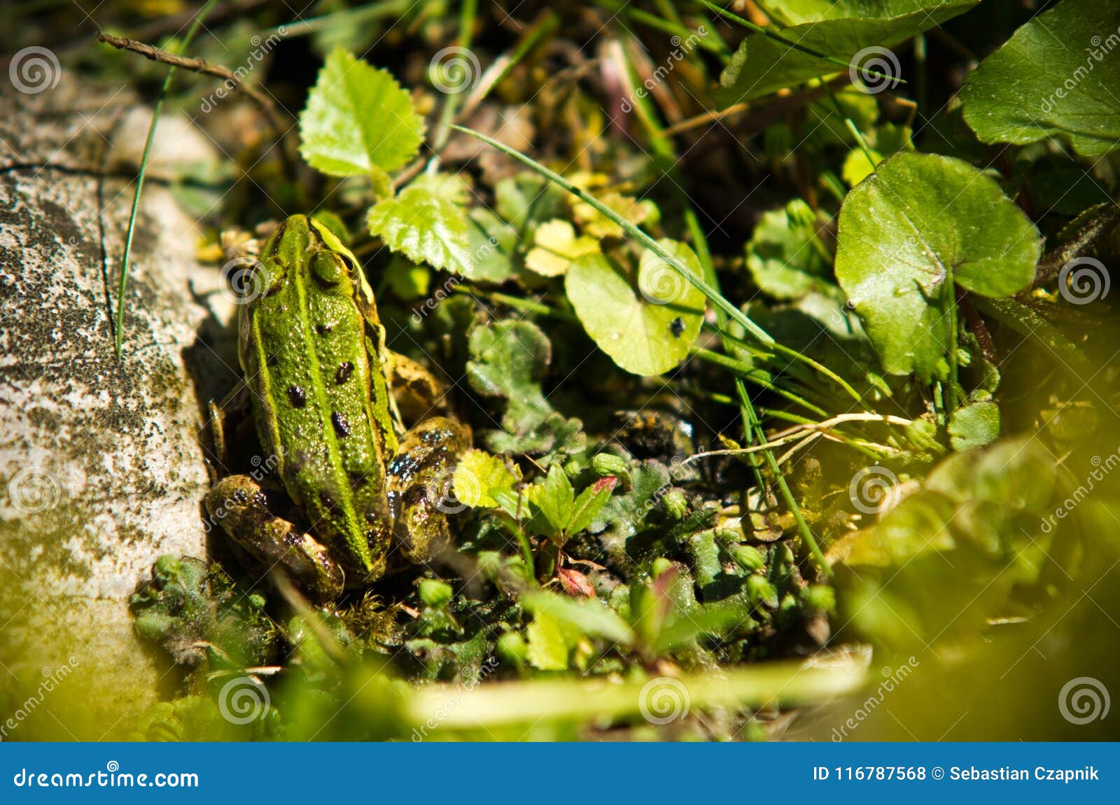 polish fauna: little green frog in pond