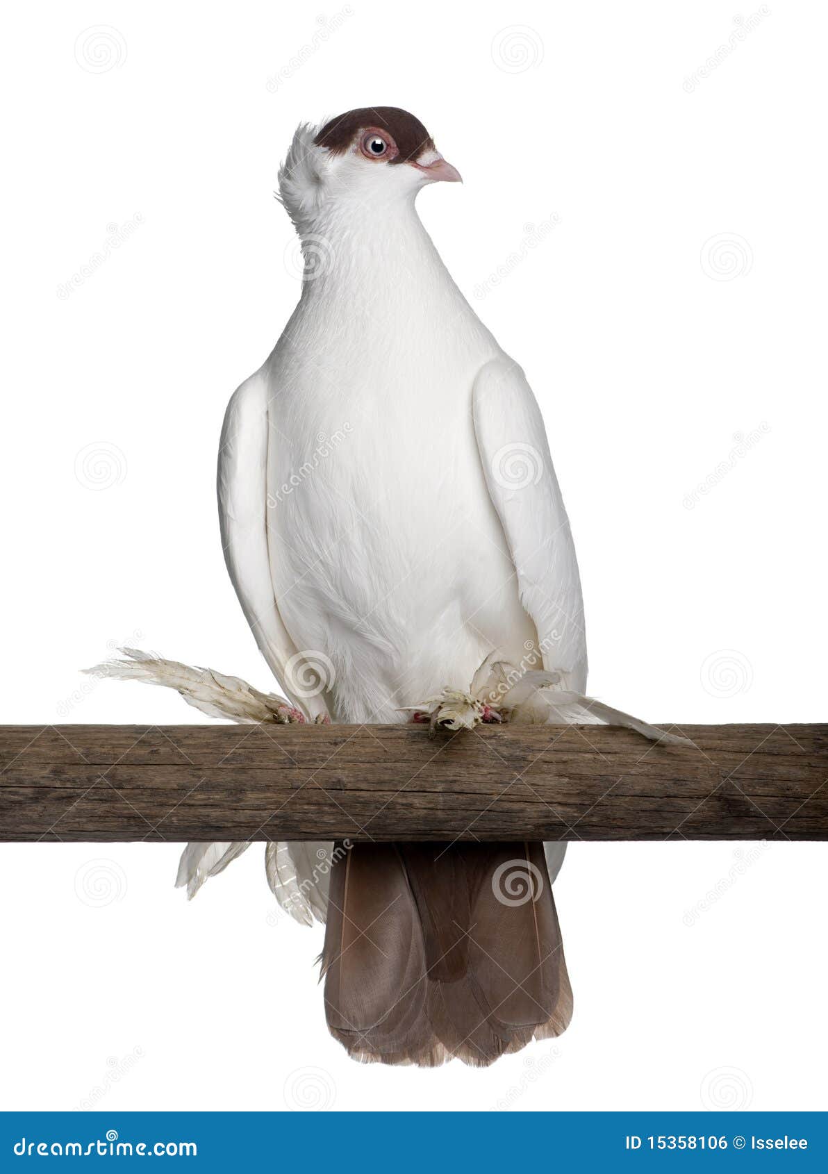 polish helmet or kryska polska is a fancy pigeon