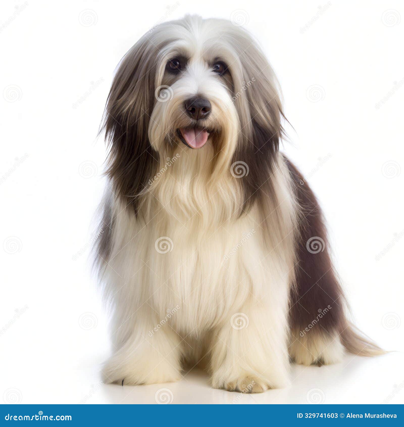 polish lowland sheepdog sitting,  on white background