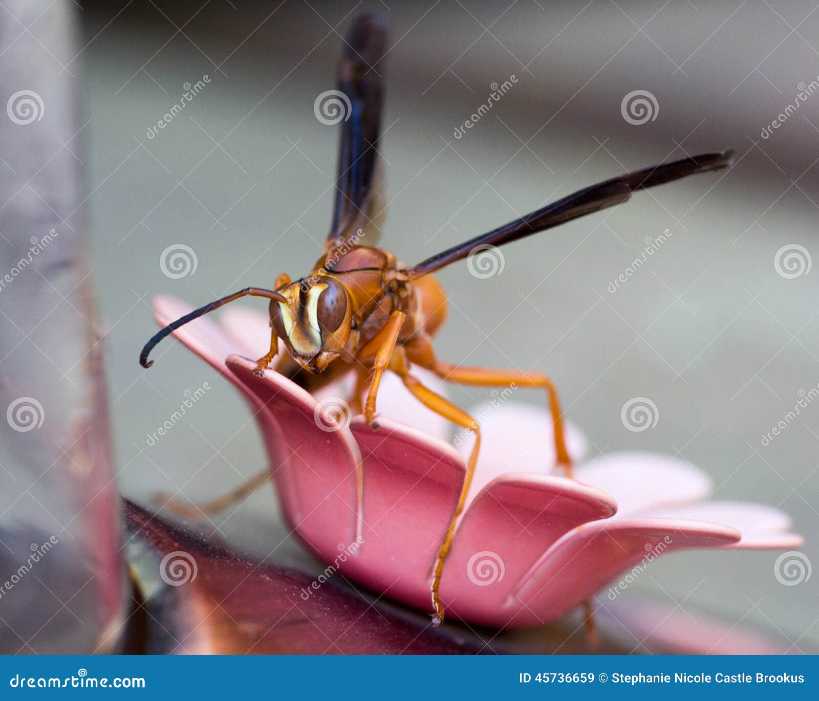 polistes perplexus, red paper wasp