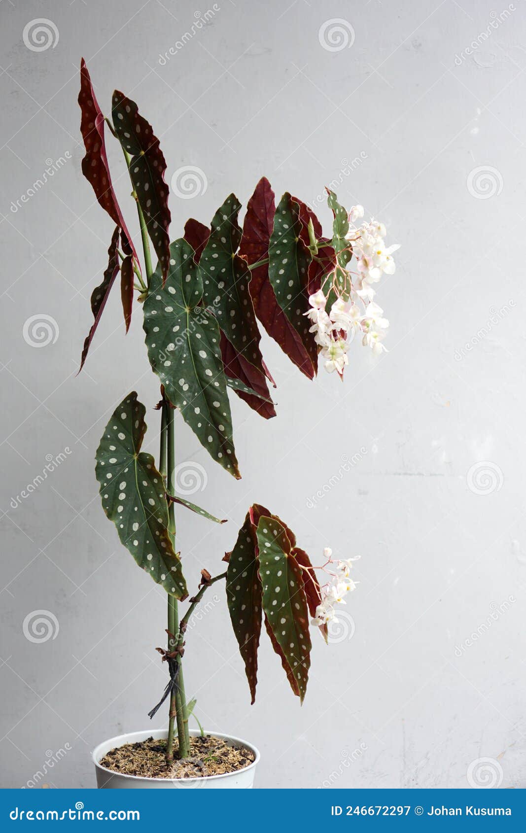polka dot begonias have unique silver spots on bright green leaves with red undersides