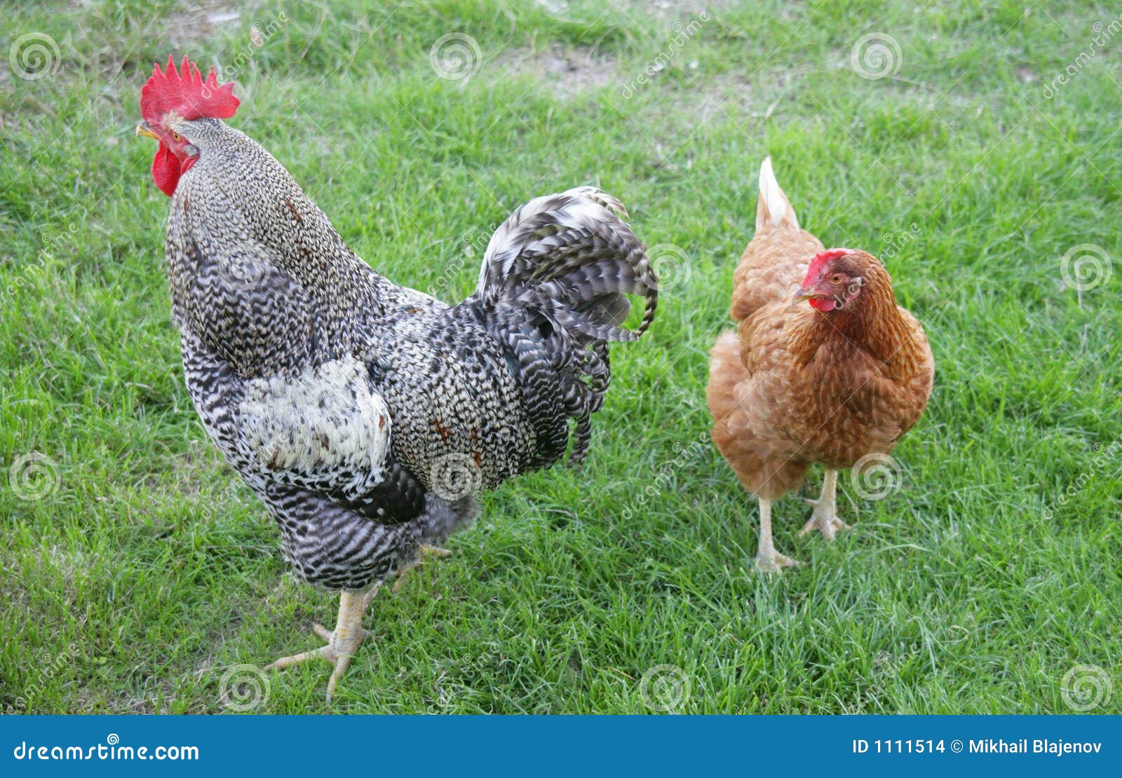 Pollame-iarda 4. Gallo e gallina rossa