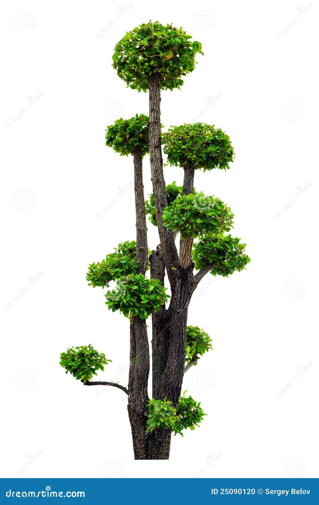 Pollard stock photo. Image of ornate, beautiful, lush 25090120