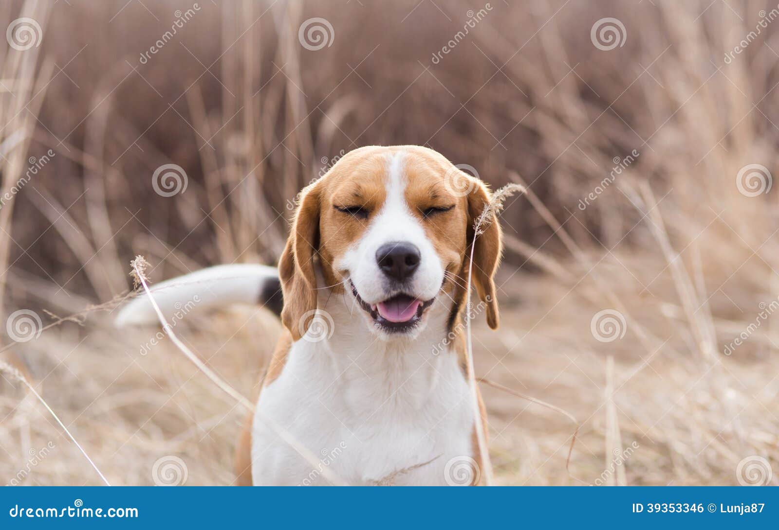 Pollen Allergy Symptoms stock photo. Image of pollen 39353346