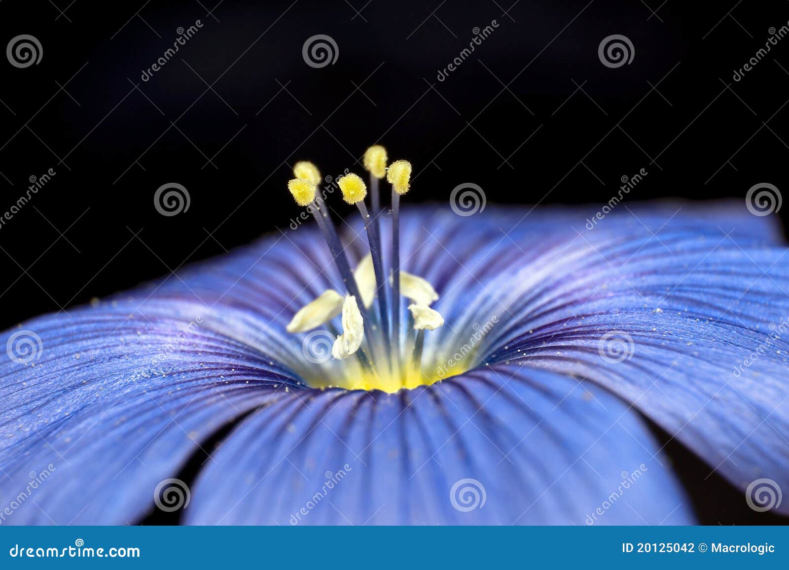 Pollen of a blue flower stock photo. Image of tranquil 20125042