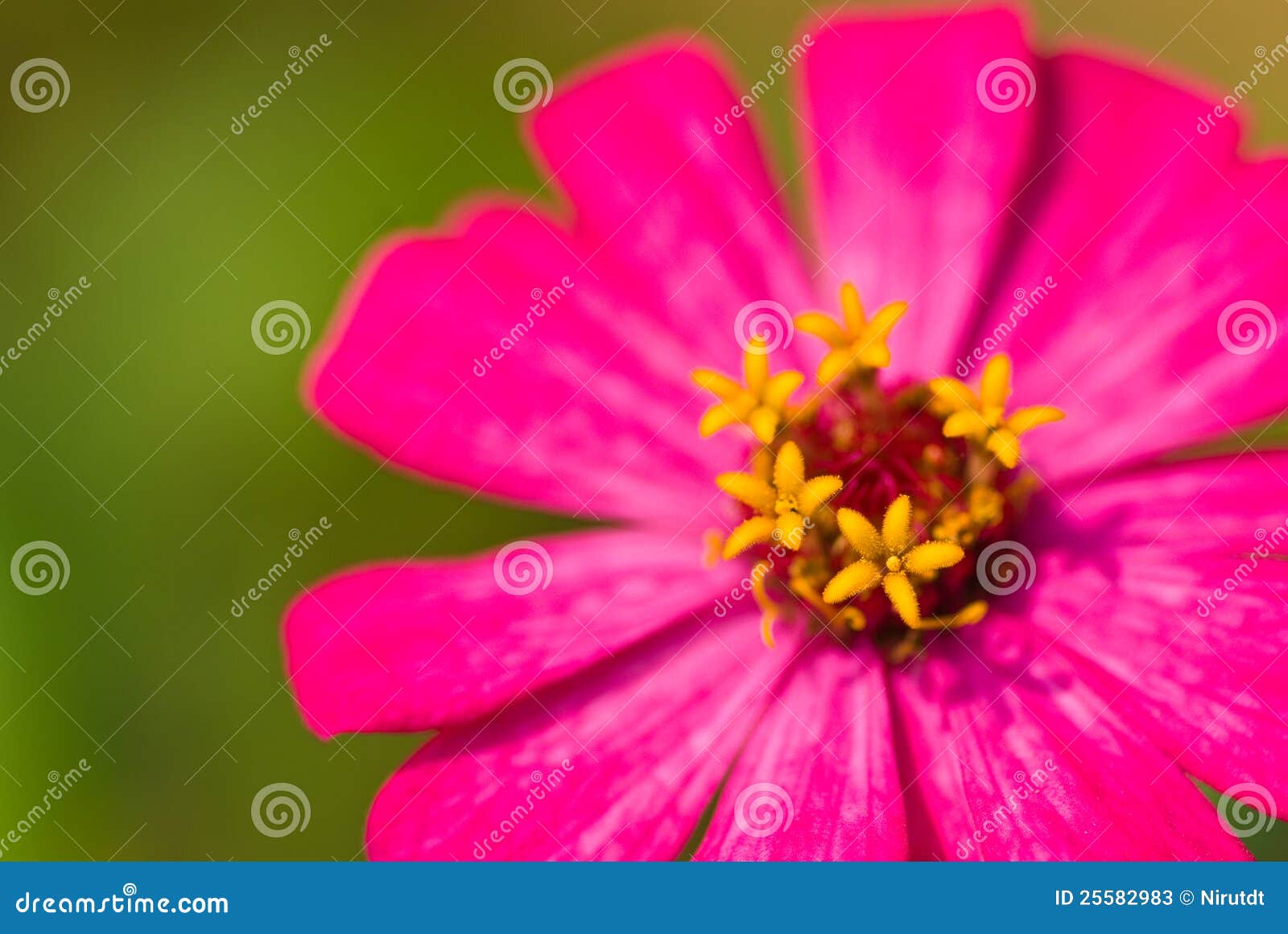 Pollen Chrysanthemum Flower. Stock Image Image of bloom, daisy 25582983