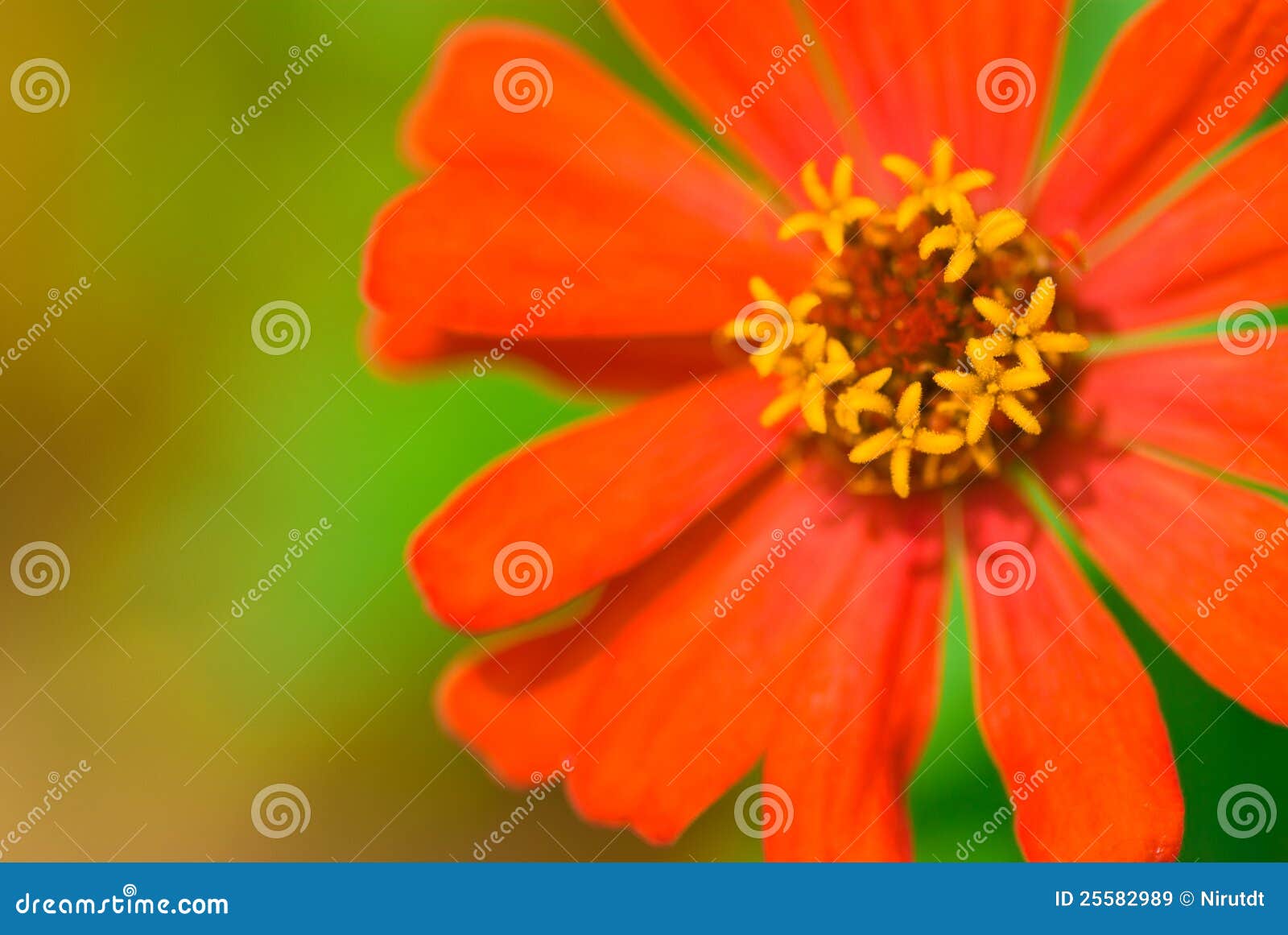 Pollen Chrysanthemum Flower. Stock Image Image of decoration, garden