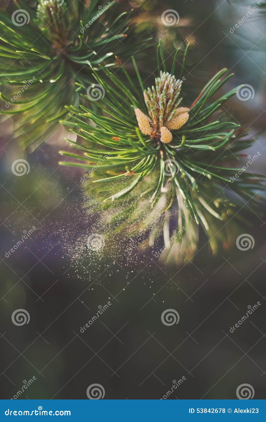 Pollen de pin de montagne photo stock. Image du pollinisation - 53842678