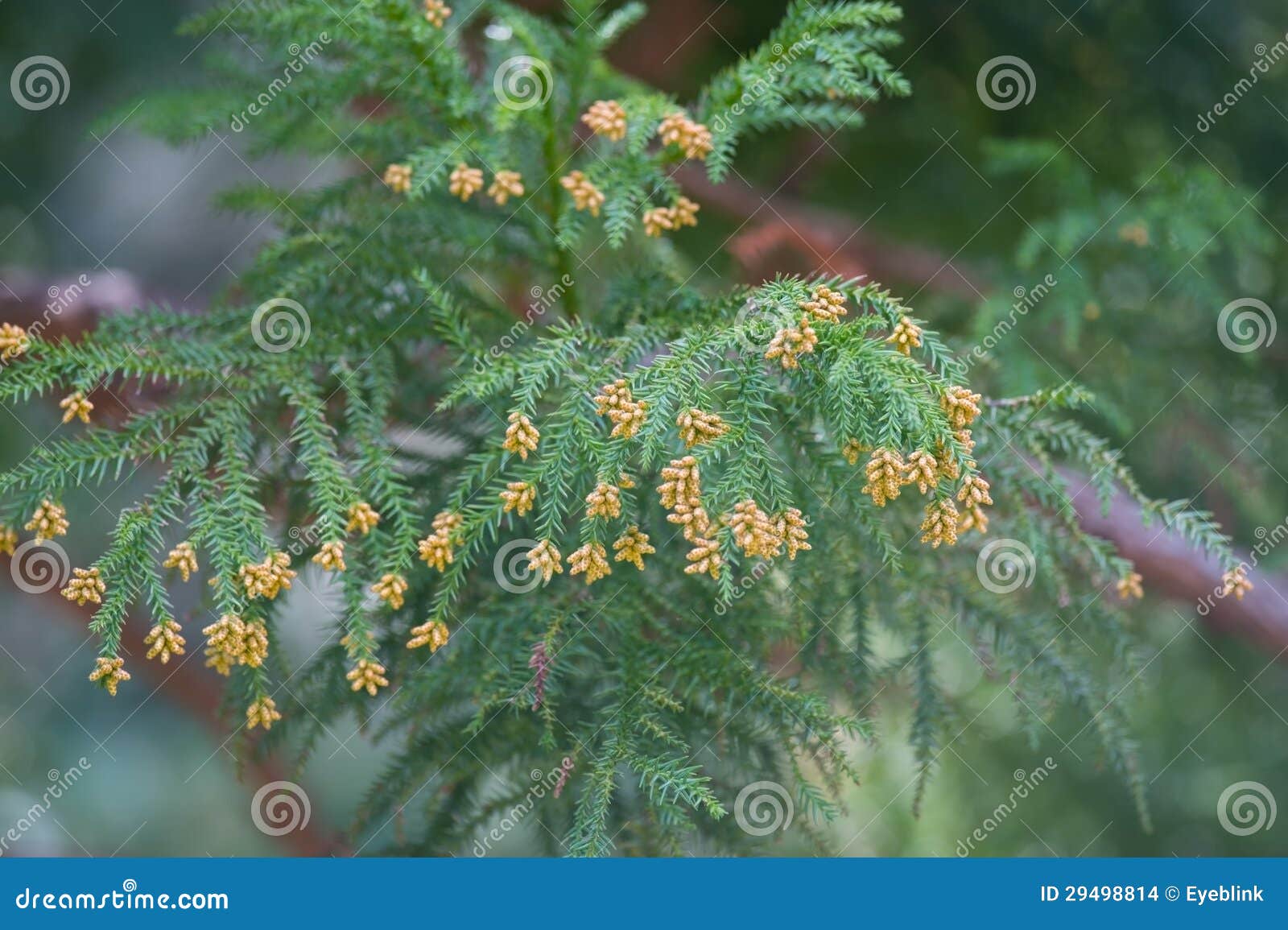Pollen Dust of Japanese Cedar Stock Photo Image of fever, tree 29498814
