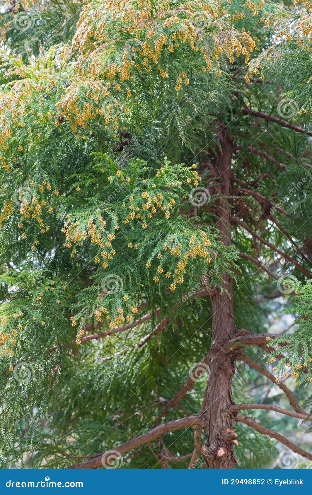 Japanese Cedar Tree Seed Pods Stock Photography | CartoonDealer.com ...