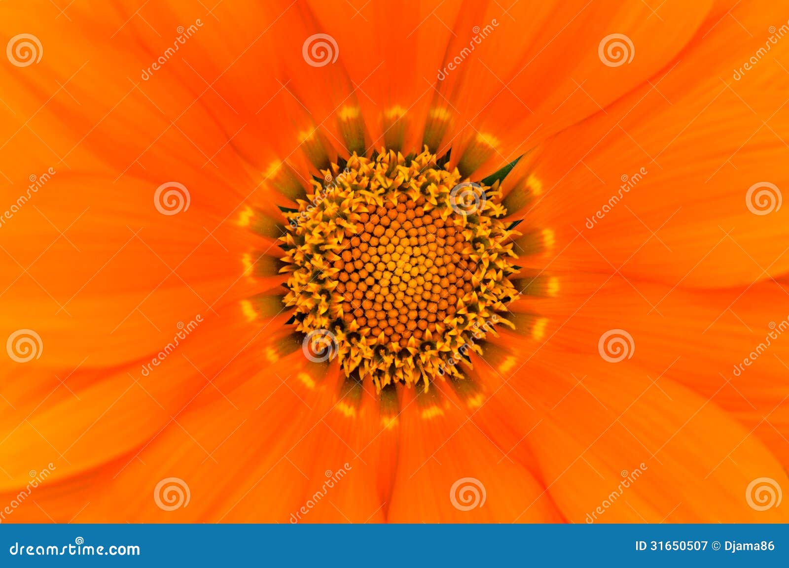 Pollen in the flower stock image. Image of abstract, texture 31650507