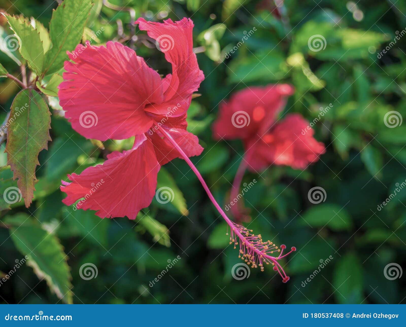 pollen of hibiscus rosa-sinensis or chaba flower is mix with red and yellow color. a flower is red, showy and big. hibiscus can