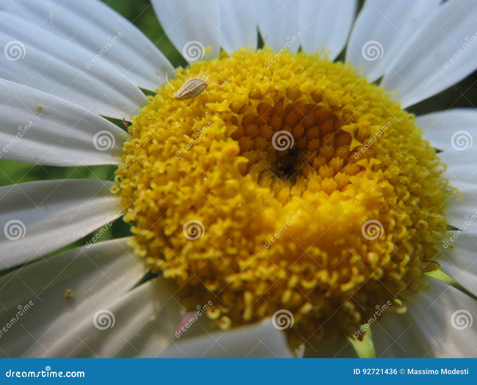 the pollen margherita girasole