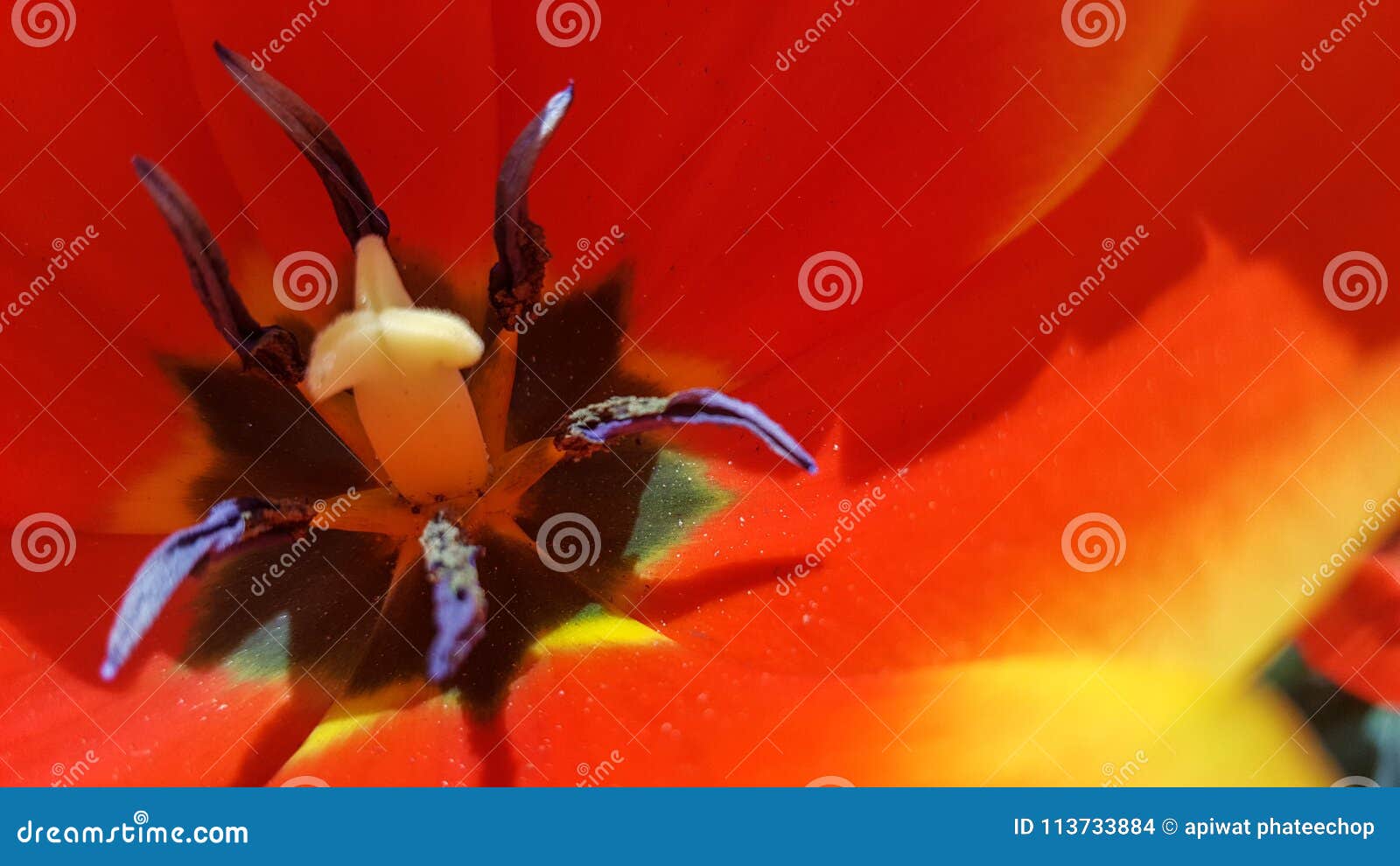 Pollen of tulip stock photo. Image of nearbytulip, tulippollen 113733884