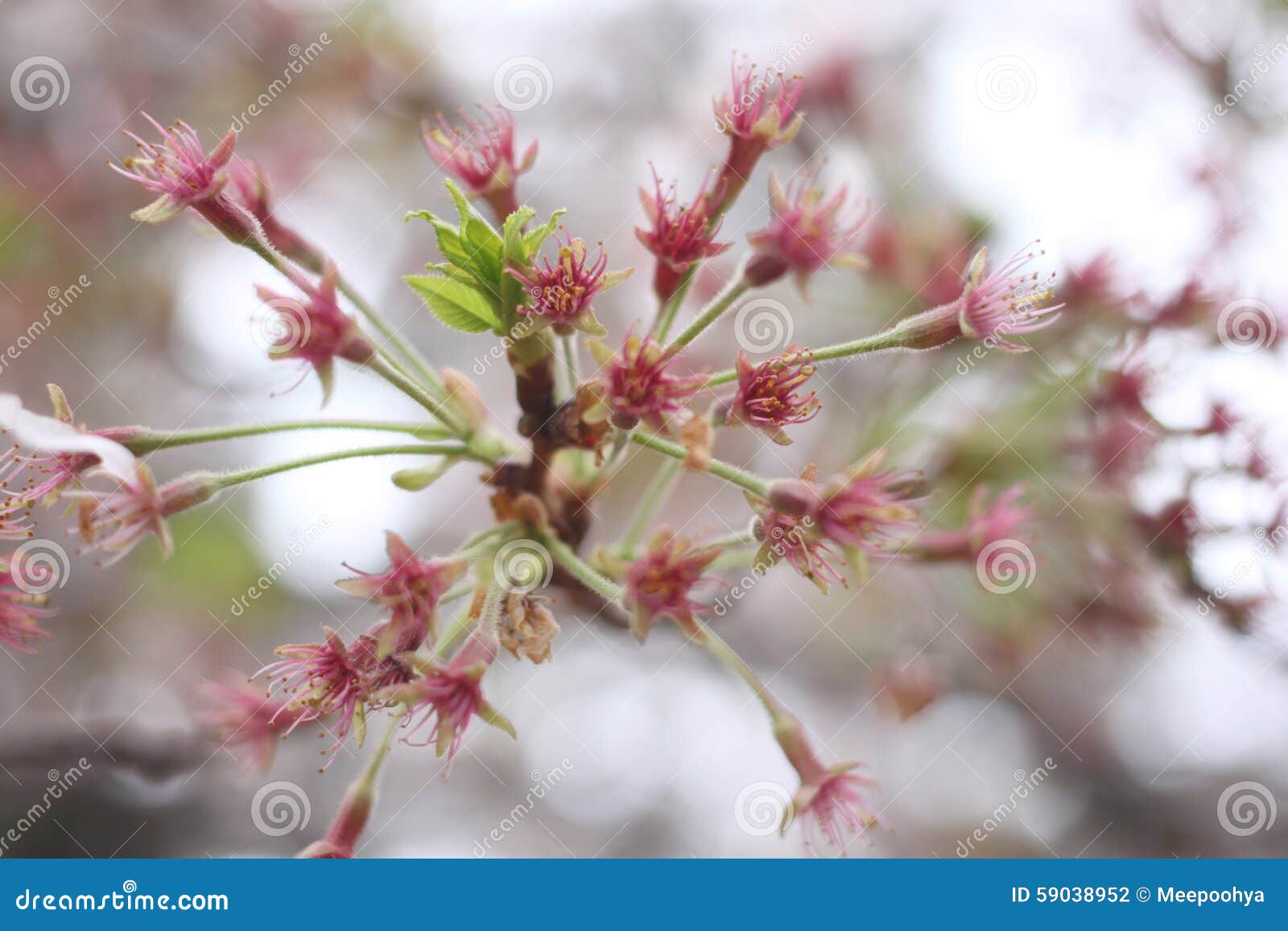 Pollen of White Sakura Flower or Cherry Blossoms. Stock Photo Image