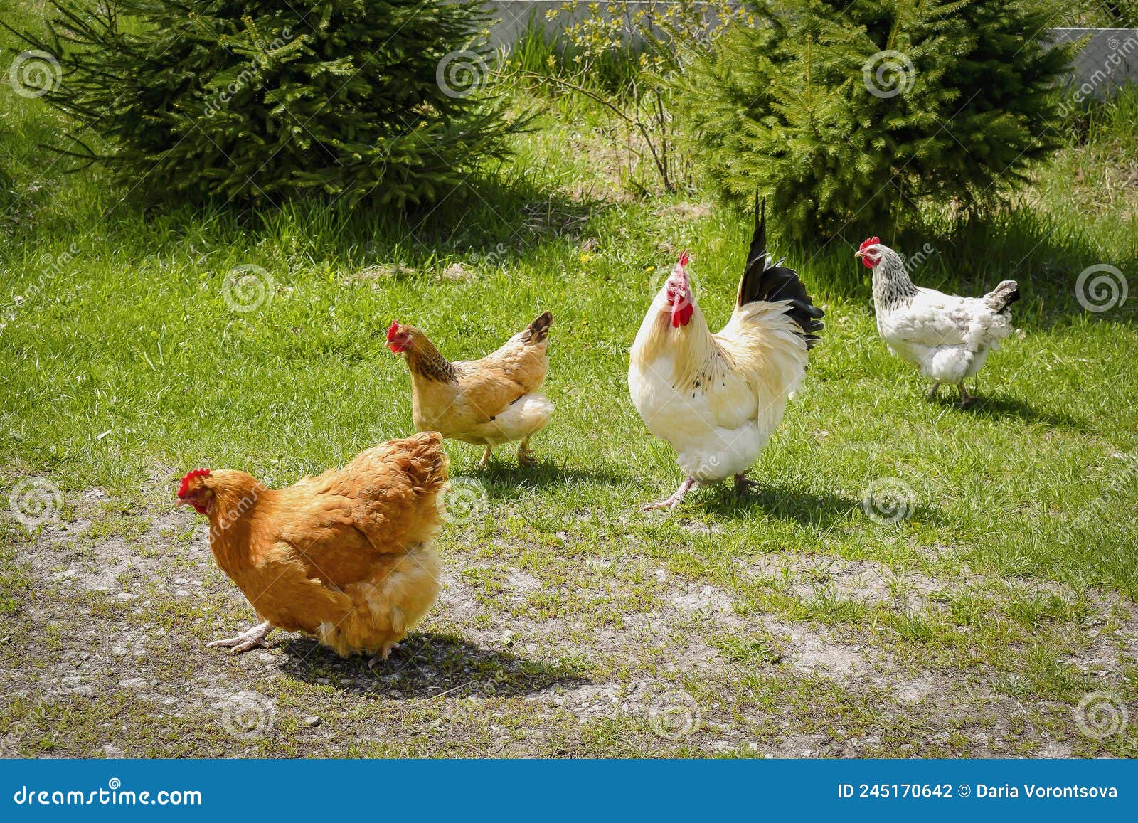 Secondo voi si possono tenere delle galline ovaiole in un giardino o anche  in un orto, tenendole libere? - Quora