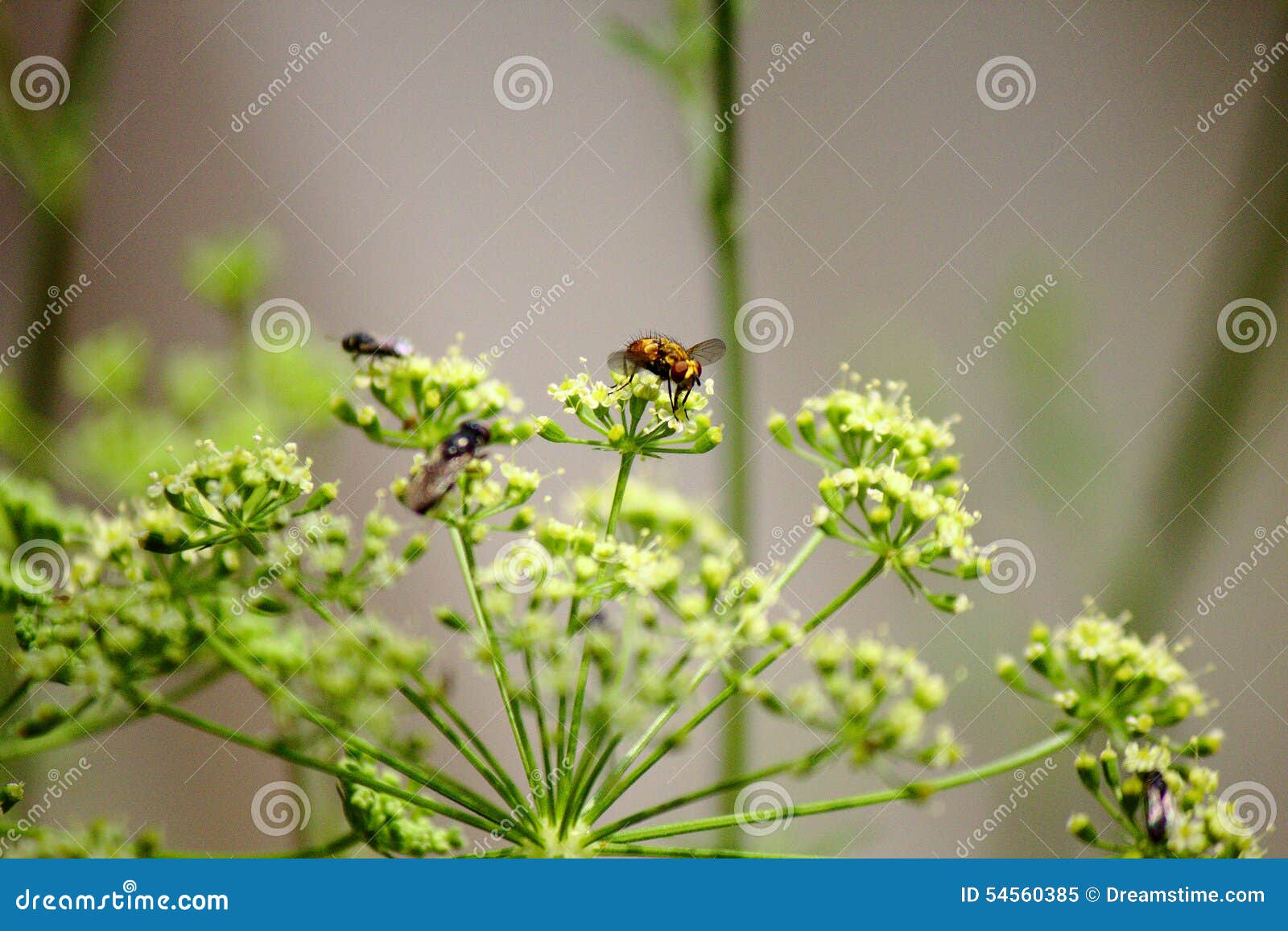 Pollinating parsley stock image. Image of nectar, inside 54560385